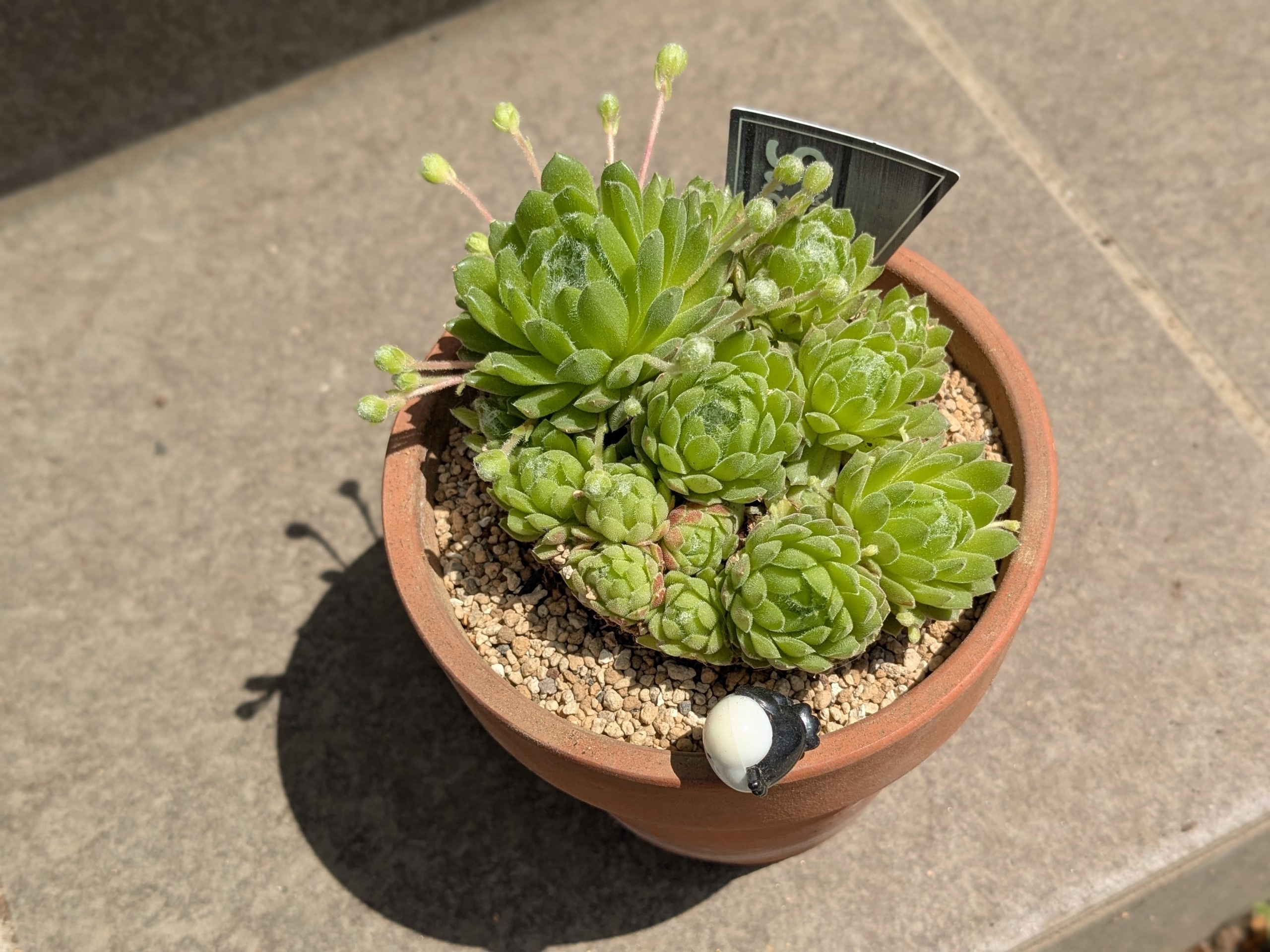 センペルビウム植え替え✨ | CAINZ DIY Square