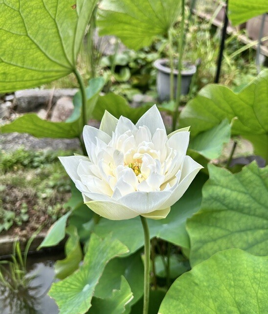 手乗り蓮白妙、二番目が咲きました。 | CAINZ DIY Square