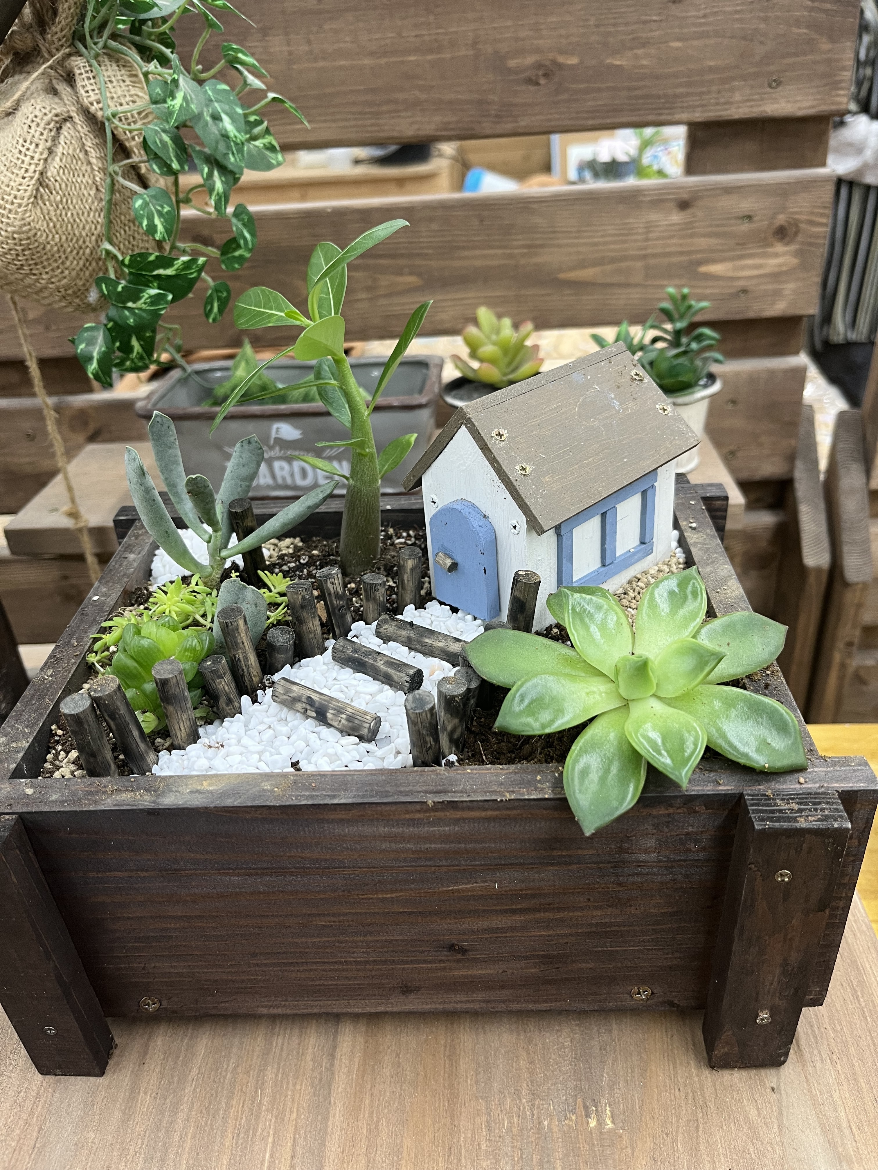 多肉ガーデン🪴【ワークショップ】 | CAINZ DIY Square