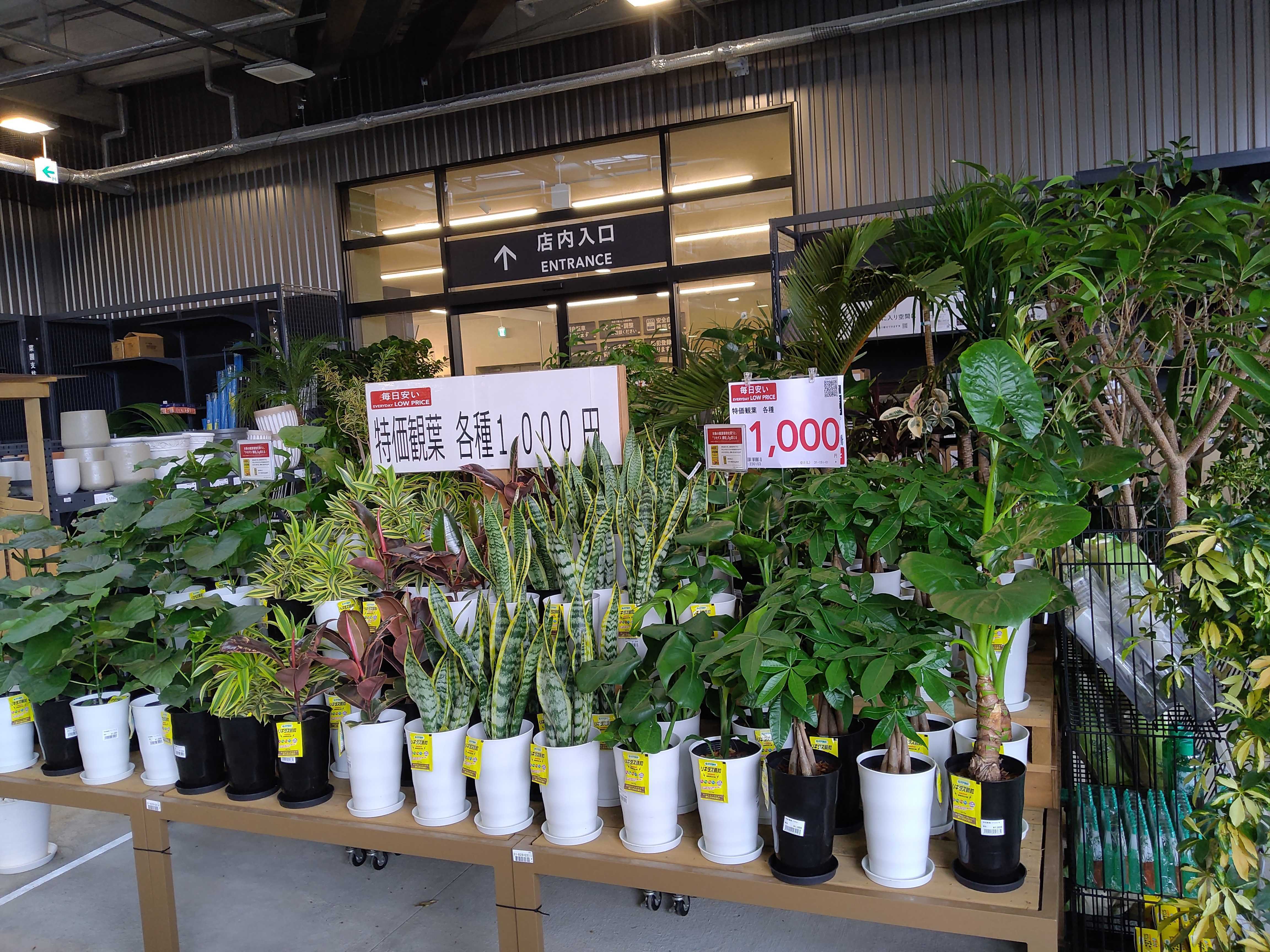 6/21入荷】6種類のお買い得な観葉植物、 | CAINZ DIY Square