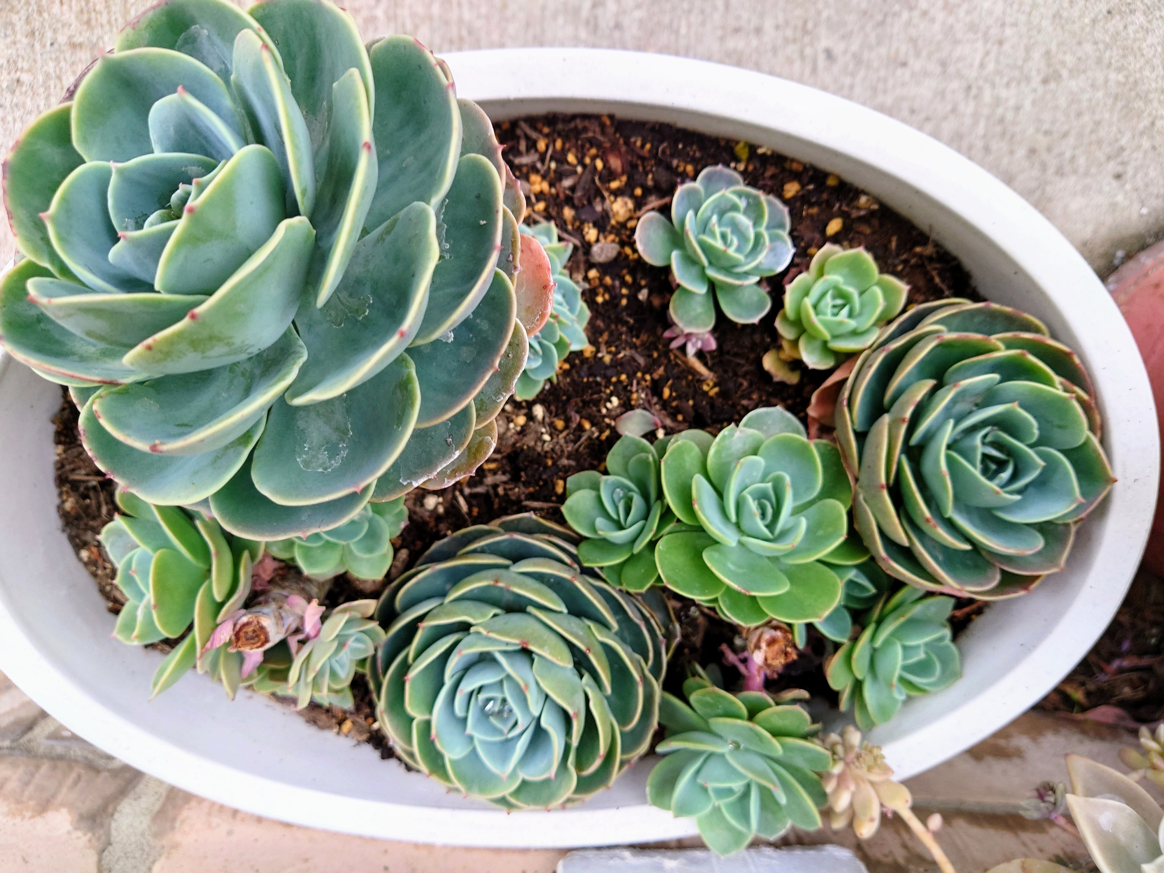 多肉（七福神）仕立て直し？しました | CAINZ DIY Square