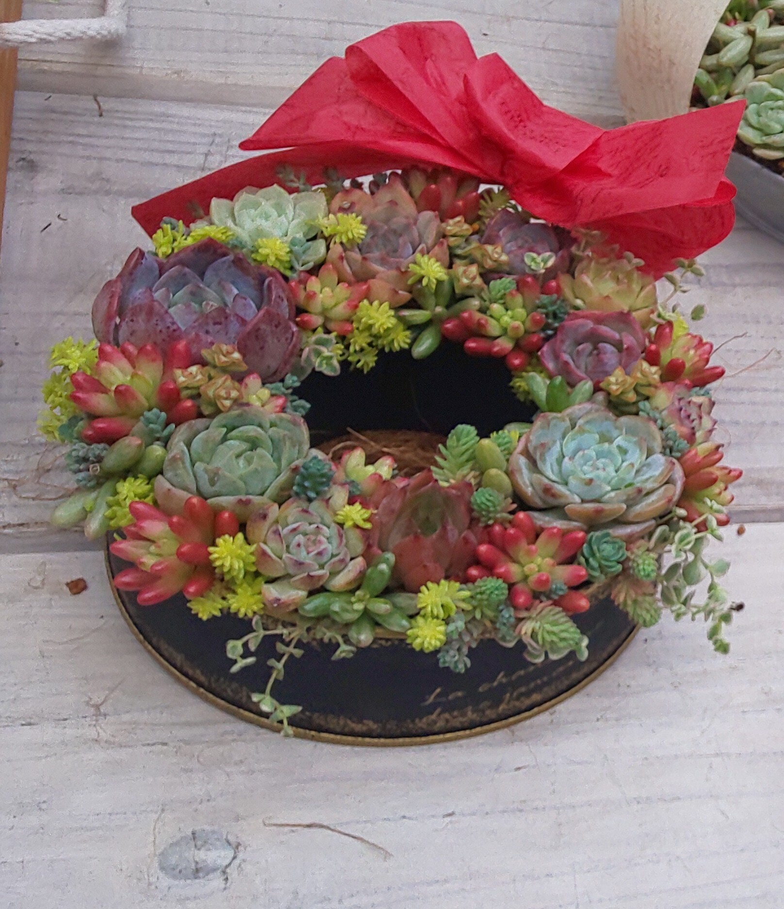 多肉寄せ植え リース | CAINZ DIY Square