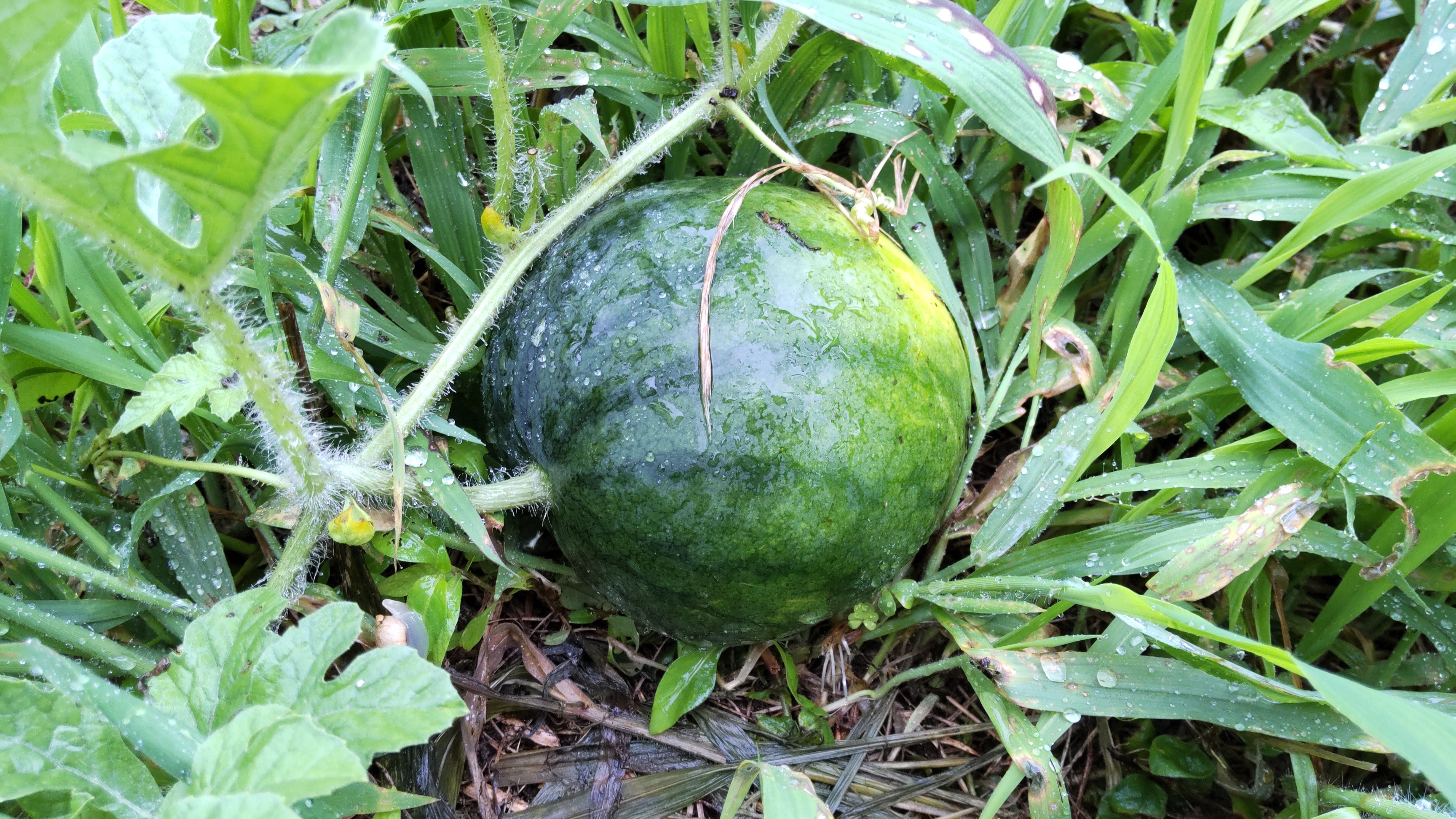 すいかリベンジ その5 | 健康道場クラブ