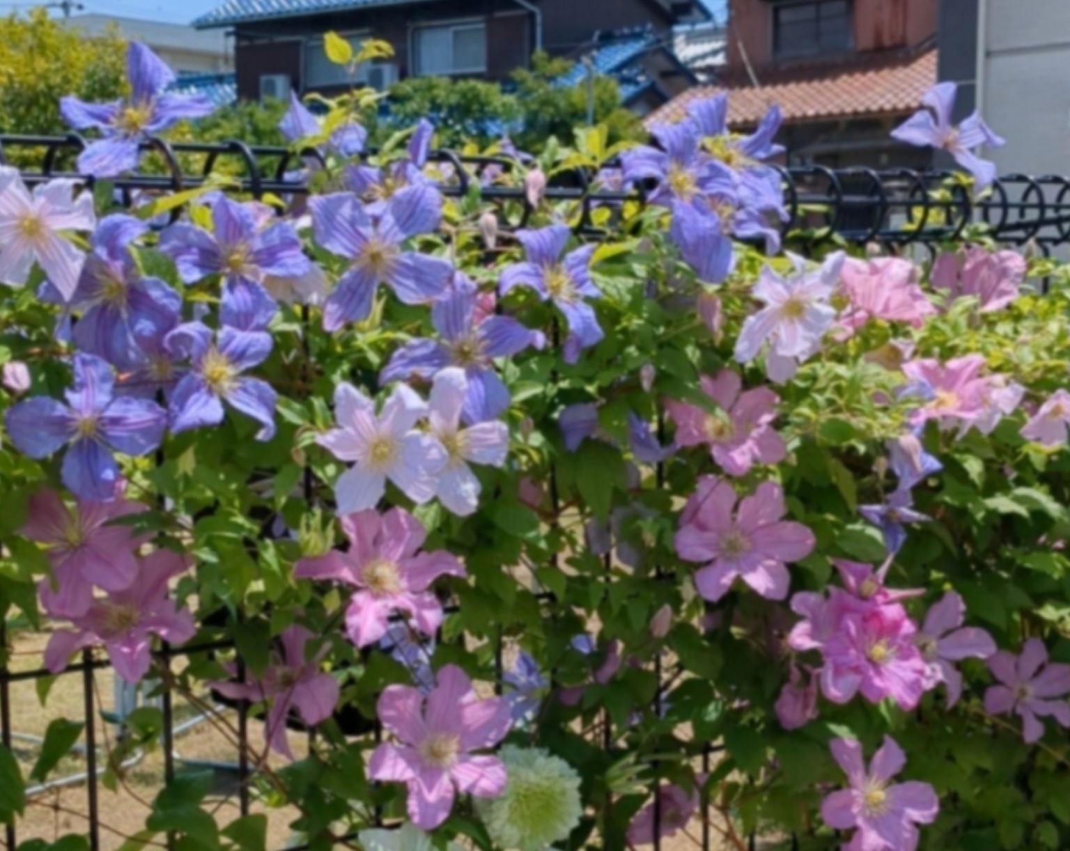 クレマチス今4月にする事！ | CAINZ DIY Square
