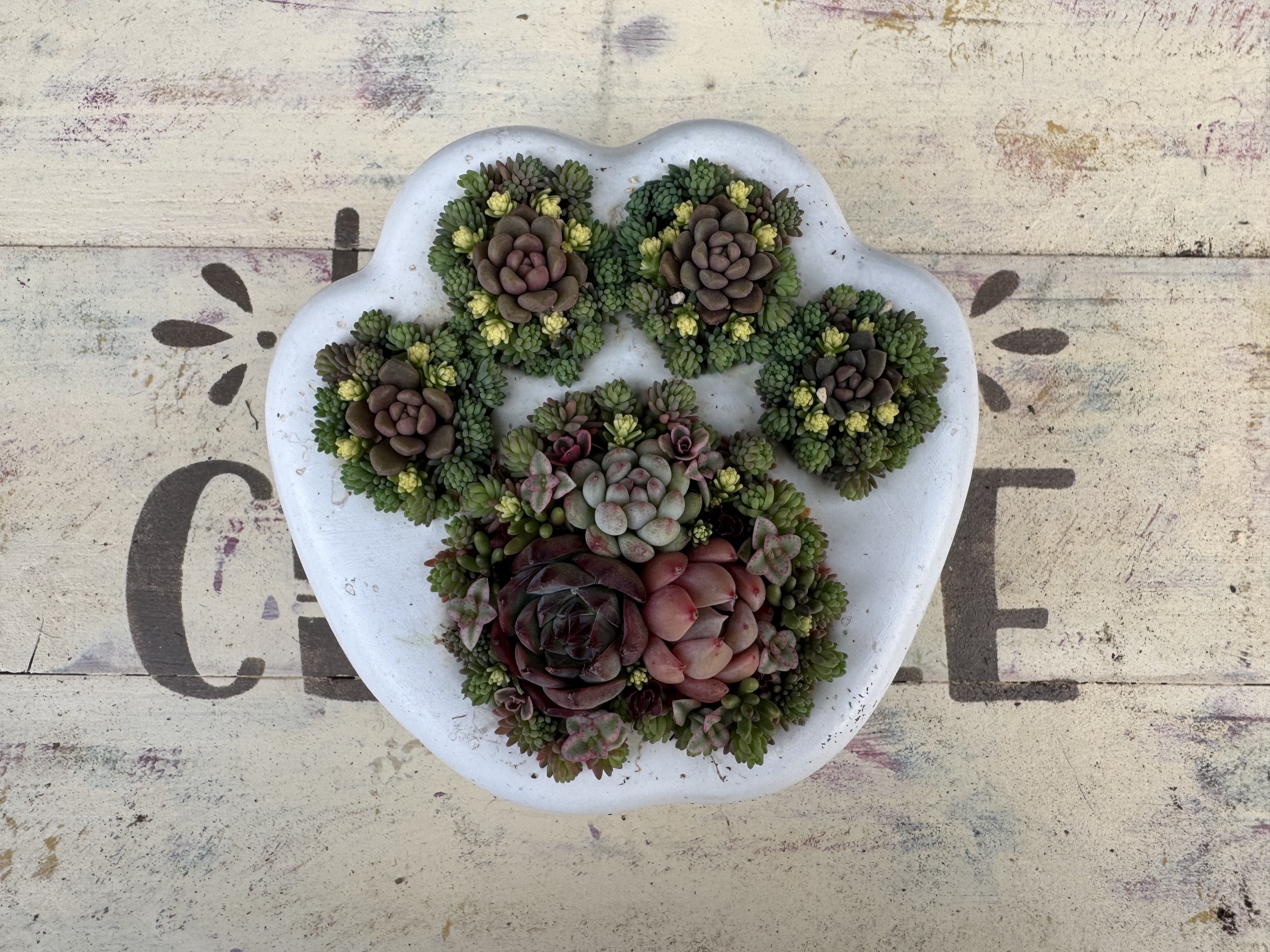 肉球鉢に多肉の寄植え🐾 | CAINZ DIY Square