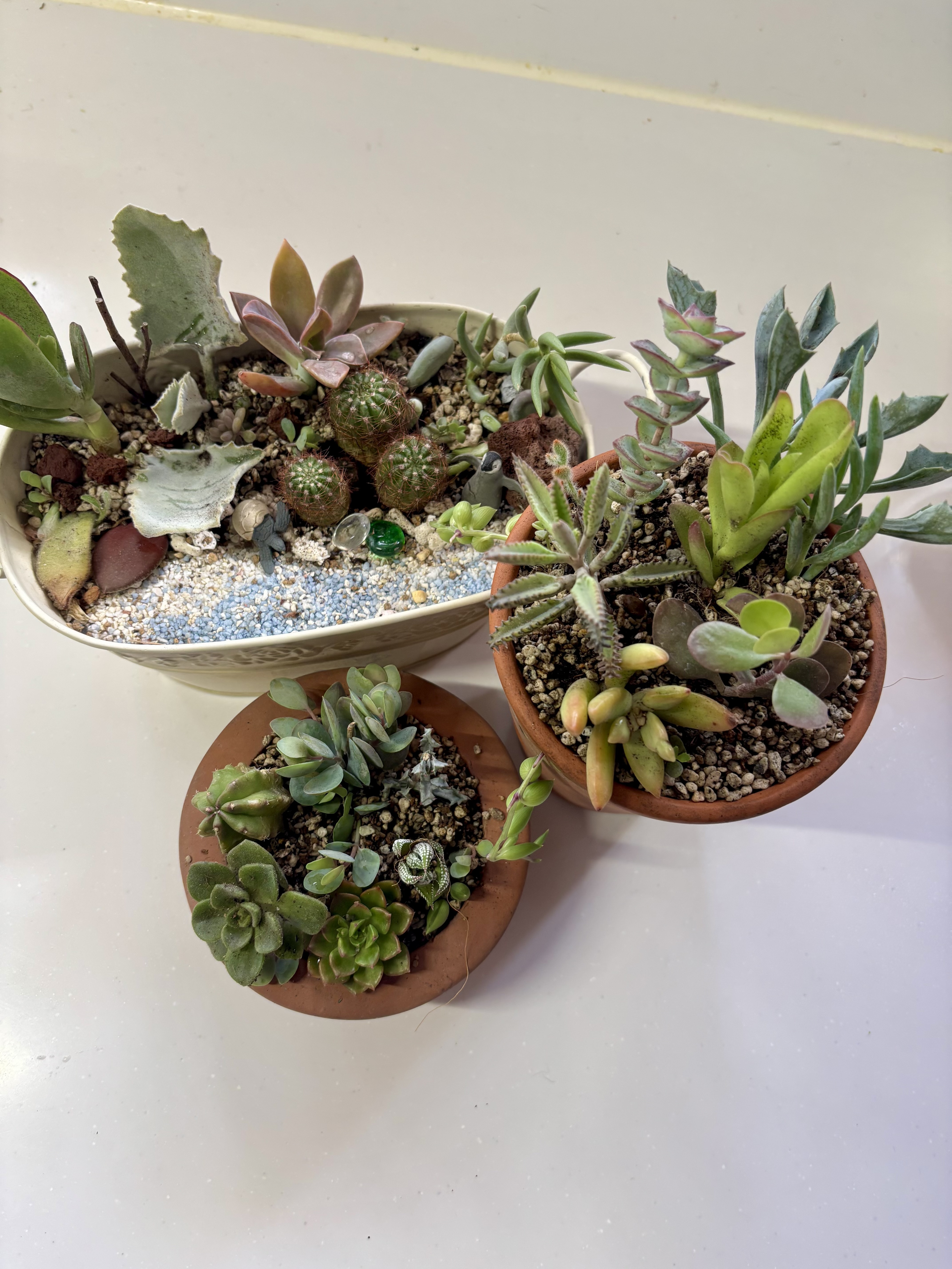 多肉の寄せ植え | CAINZ DIY Square