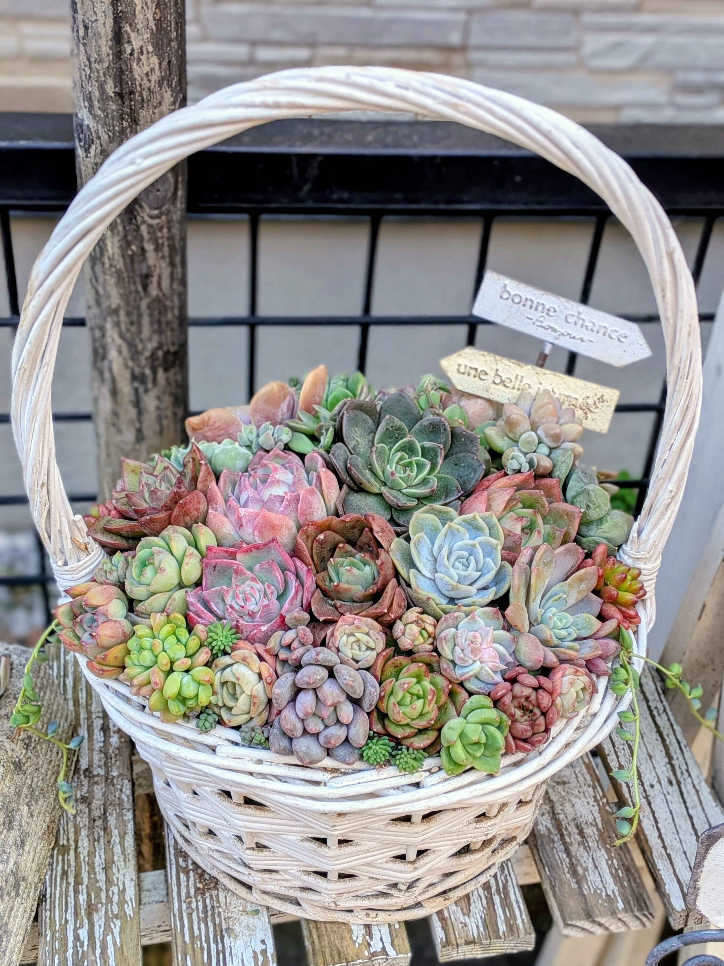 籠に寄せ植え✨ | CAINZ DIY Square