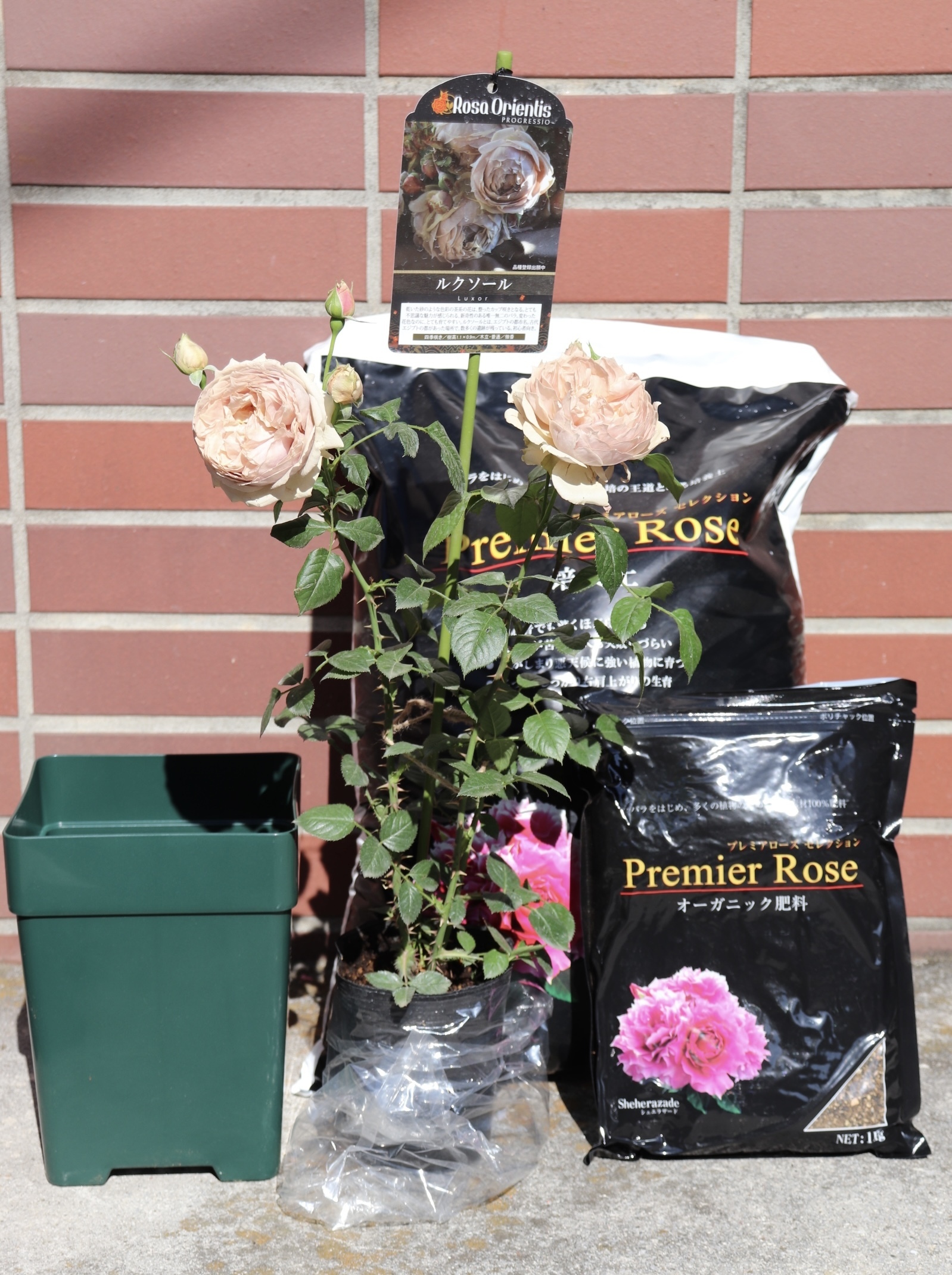 フラム 大苗 8号鉢 バラ バラ🌹新苗の鉢増し | CAINZ DIY Square