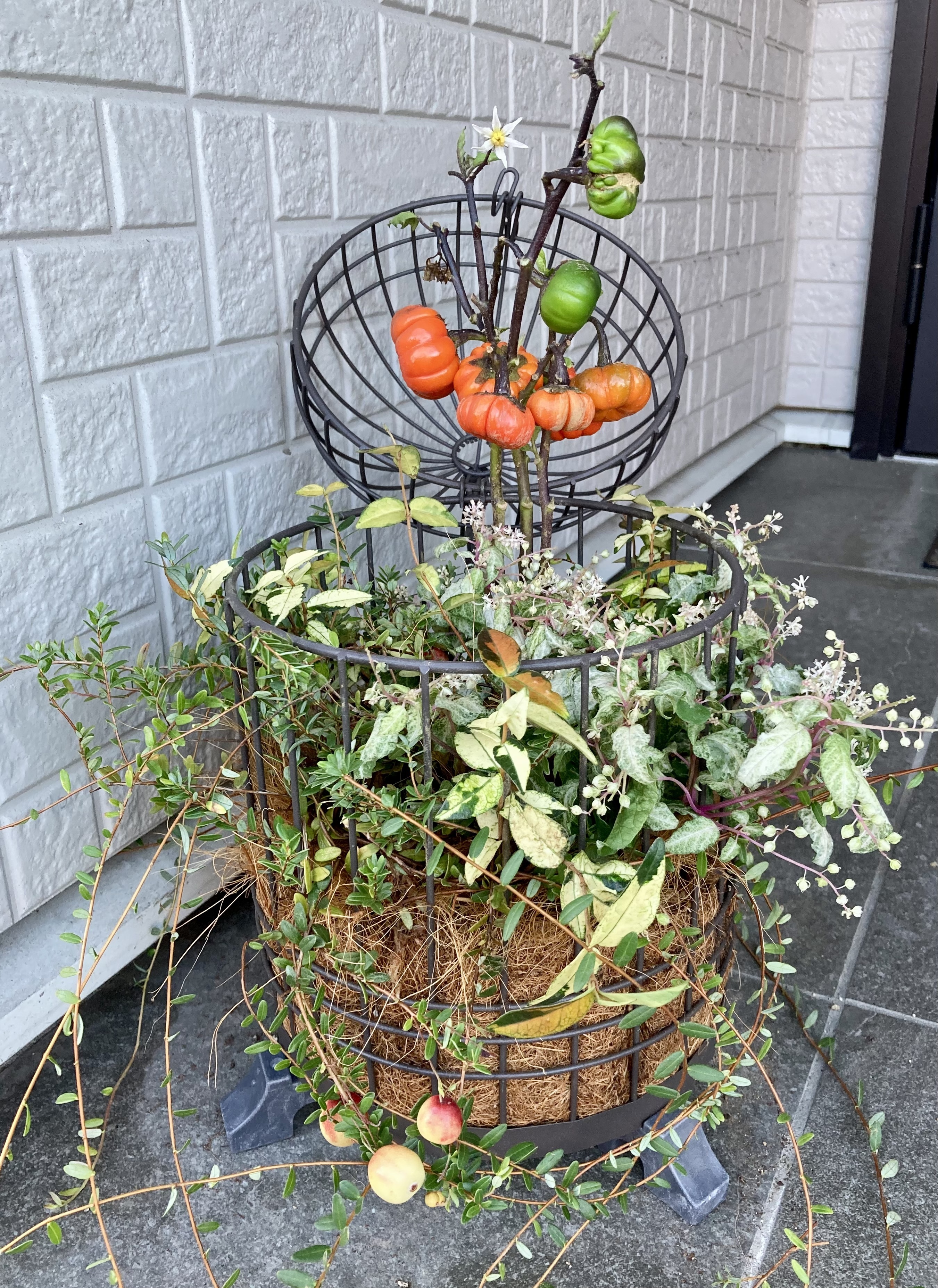 鳥かごの寄植え | CAINZ DIY Square