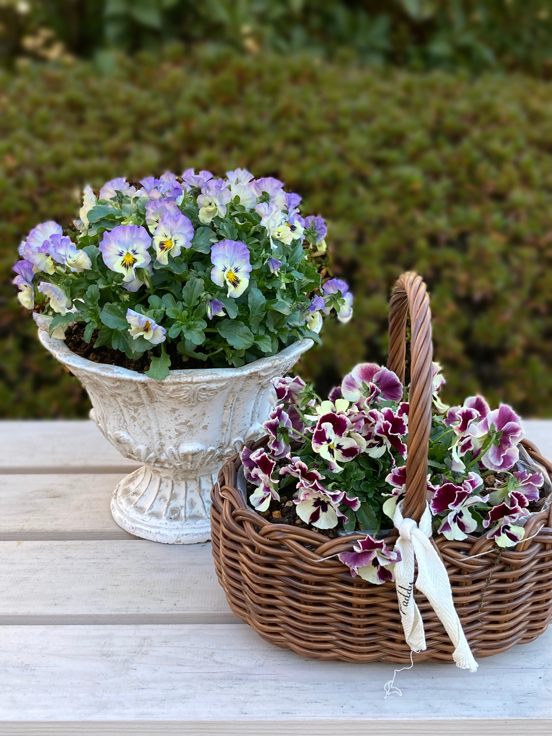 可愛くなってきました | SUNSUNガーデン