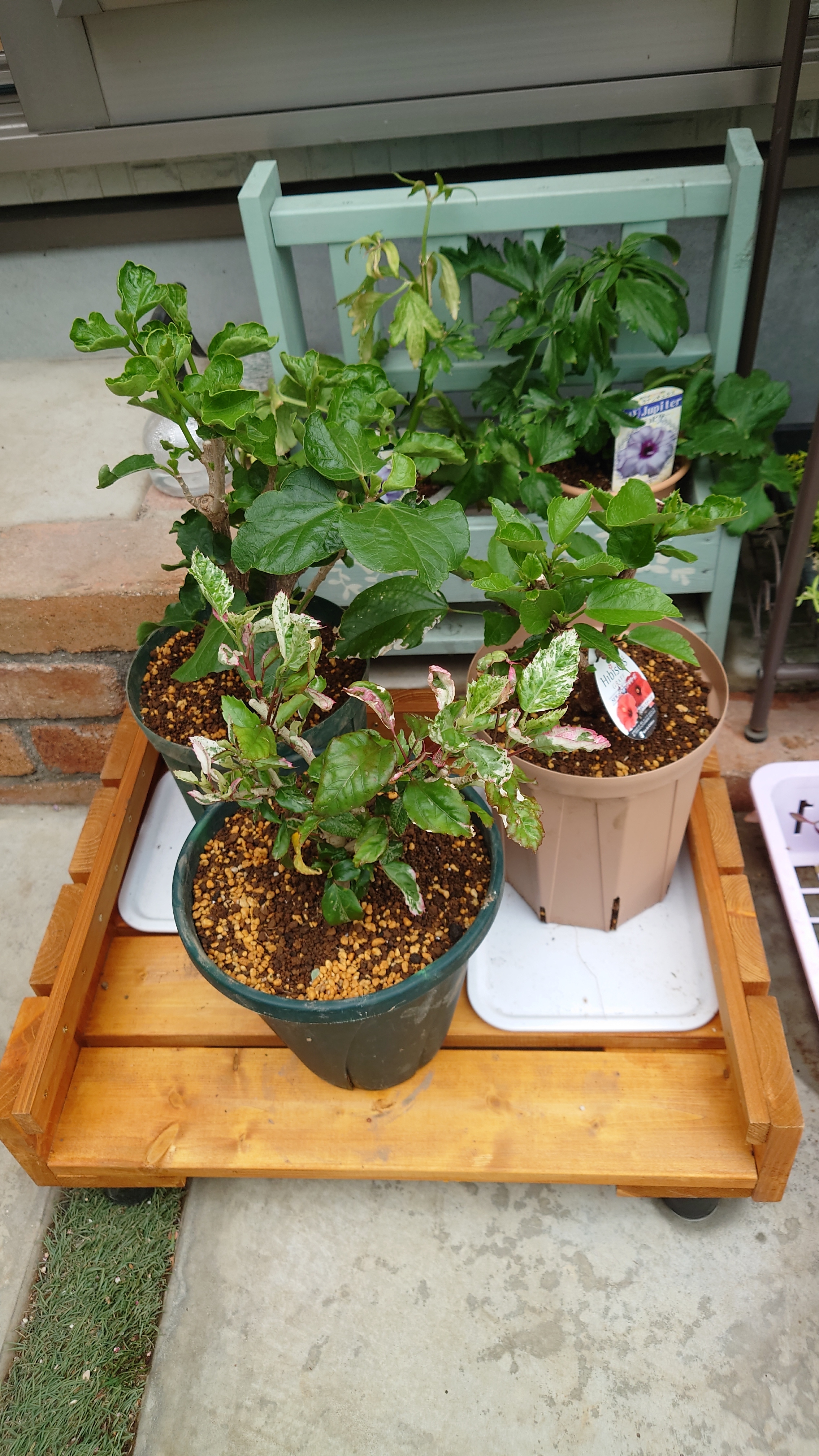 2回目の入荷ですが、これで最終です 6寸ハイビスカス 八重咲き 植え替え