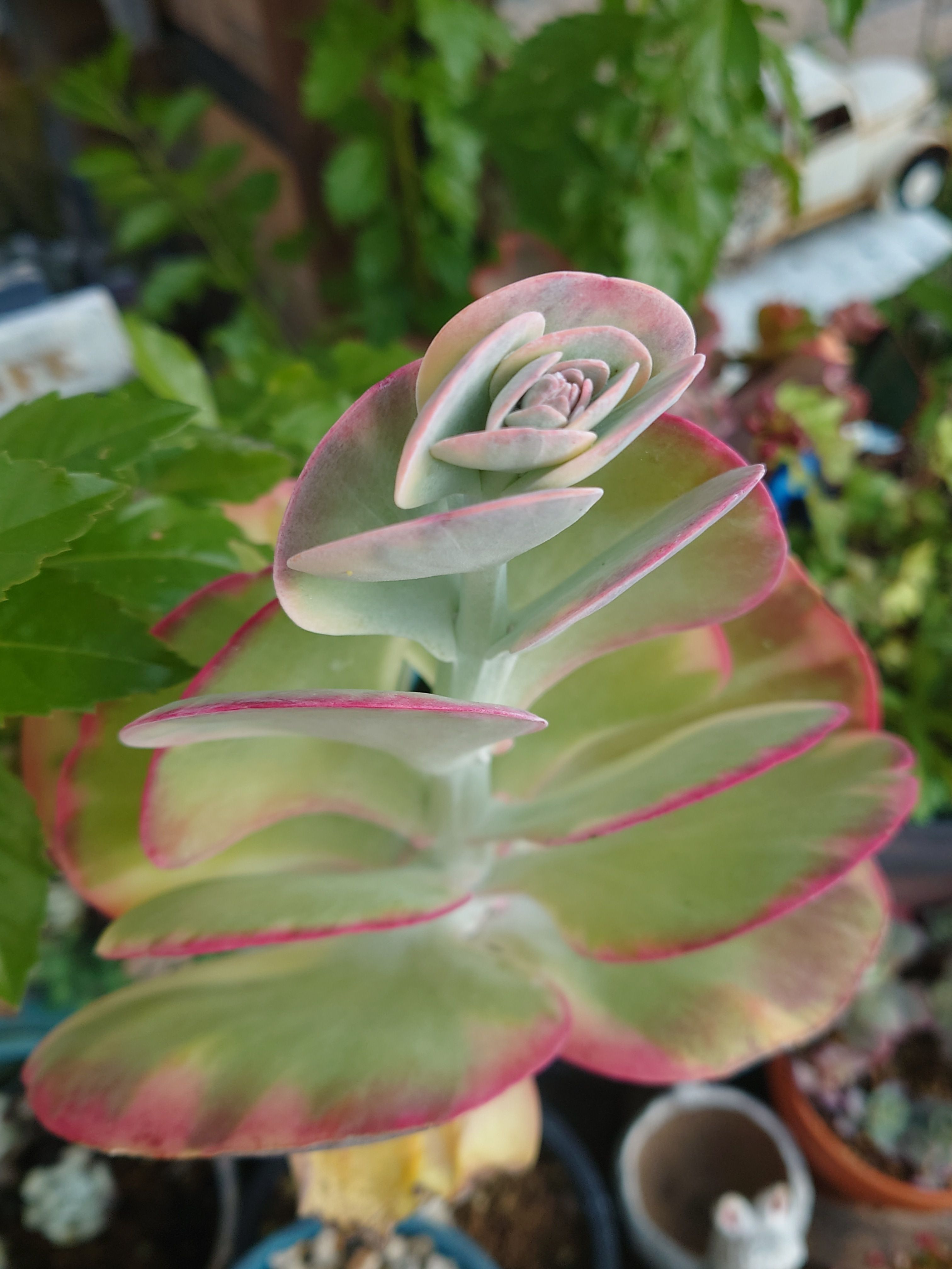 多肉植物の花❁（デザートローズ唐印） | CAINZ DIY Square