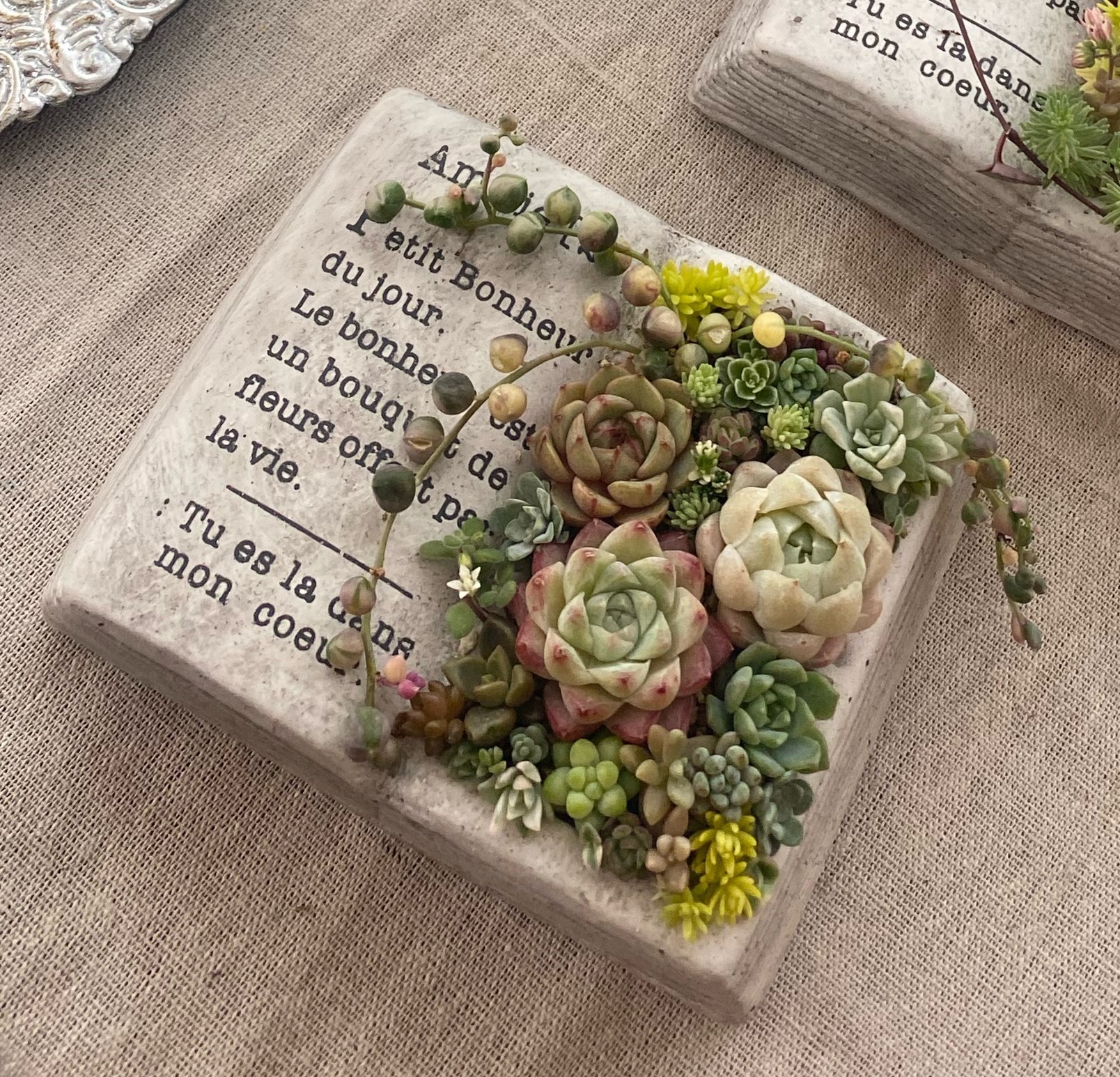 多肉植物の寄せ植え体験レッスン | CAINZ DIY Square