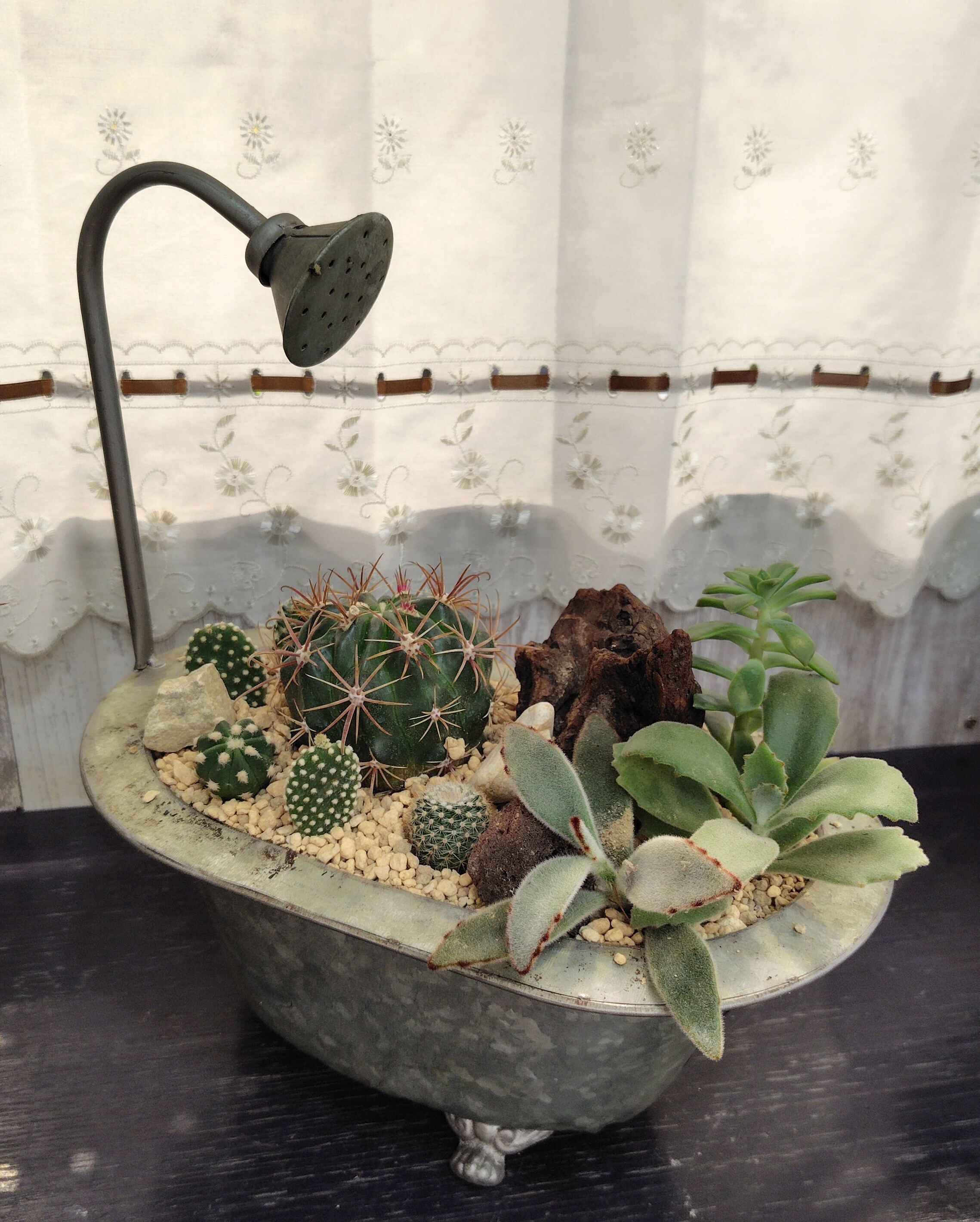 ドライガーデンⅡ🌵 | CAINZ DIY Square