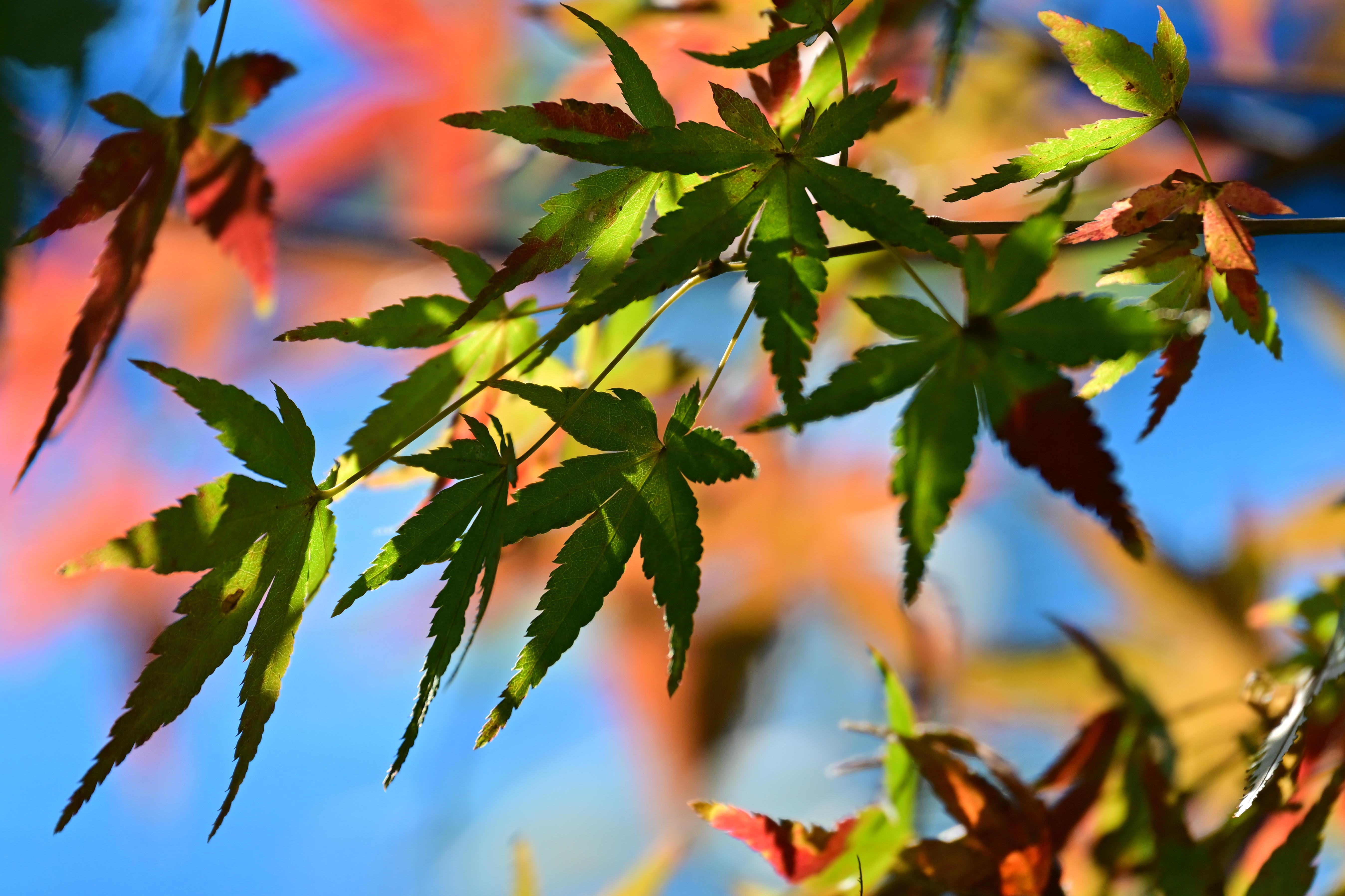 秋色チャレンジ モミジが紅葉する | PHOTO HUB by nikkor club