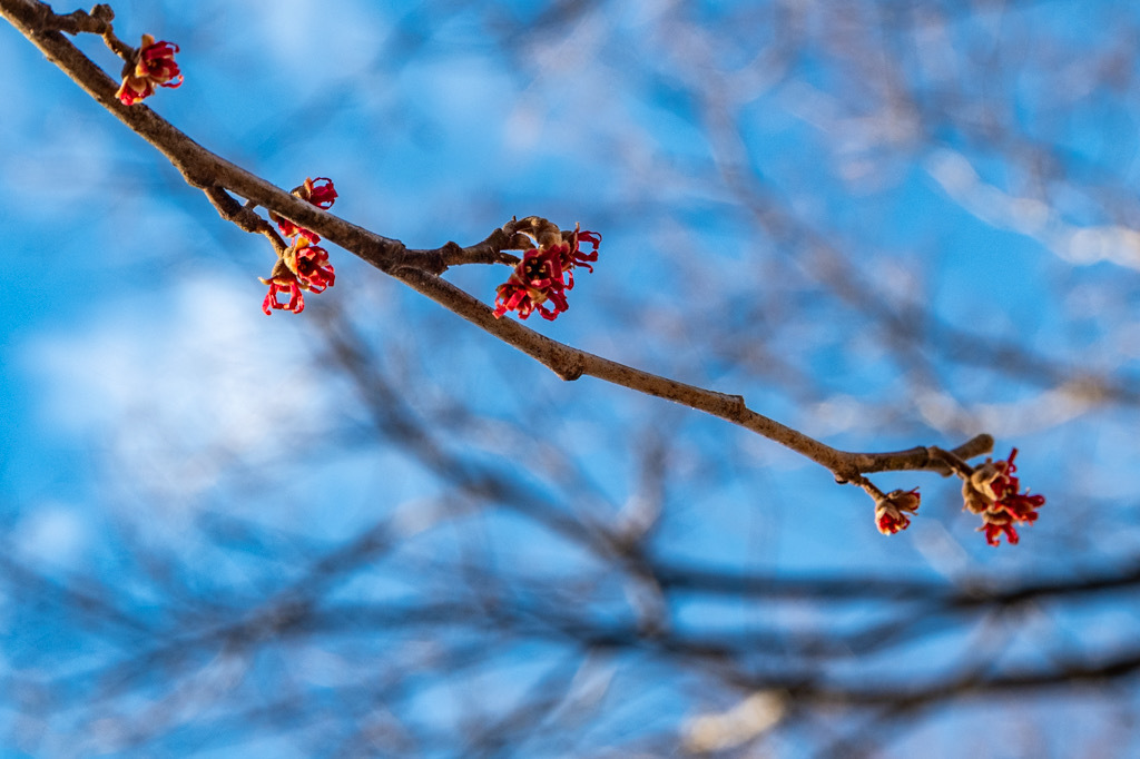 赤花マンサク | PHOTO HUB by nikkor club
