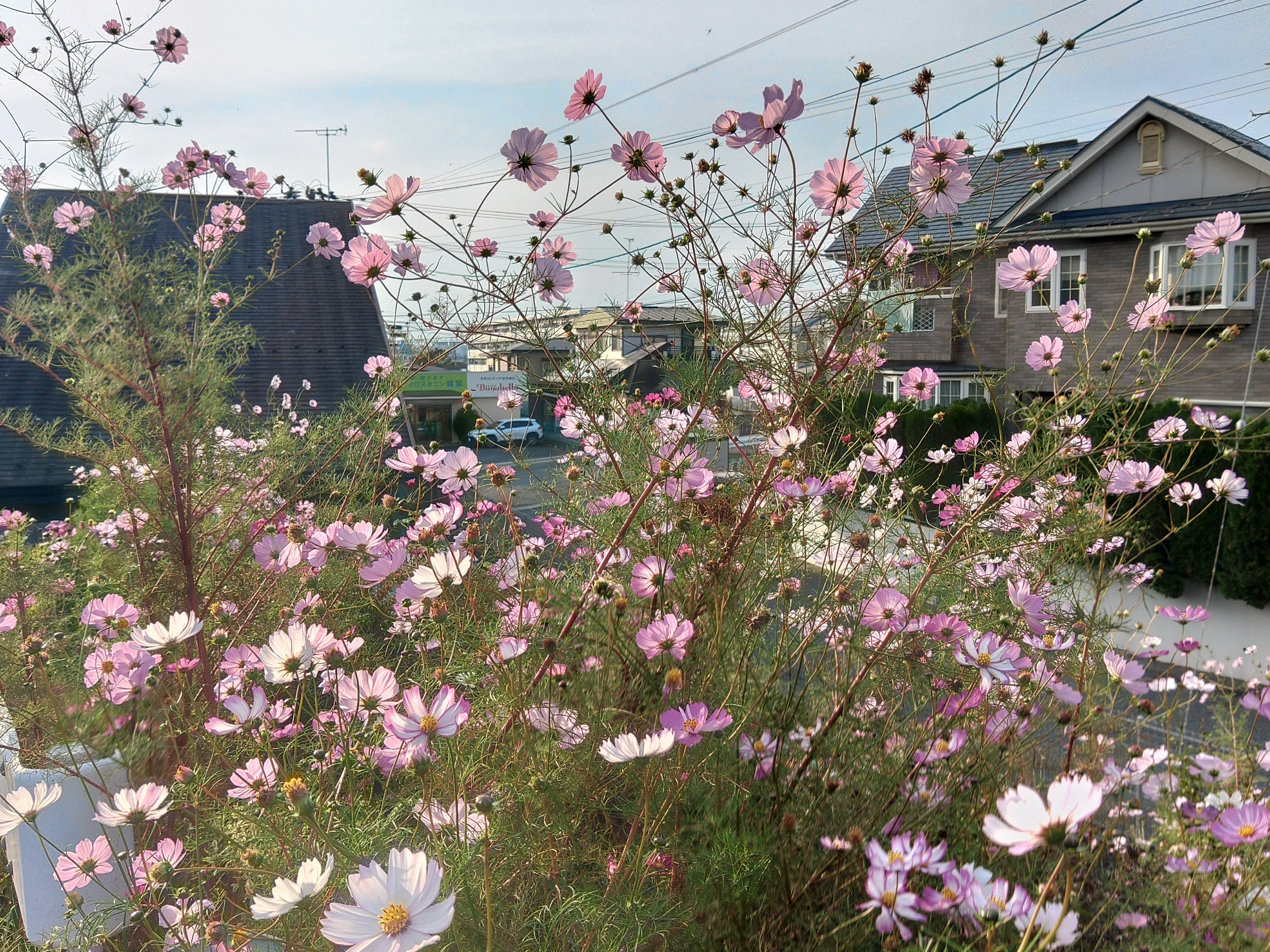 桃秋桜 薄紅の秋桜が秋の日の… | TORQUE STYLE