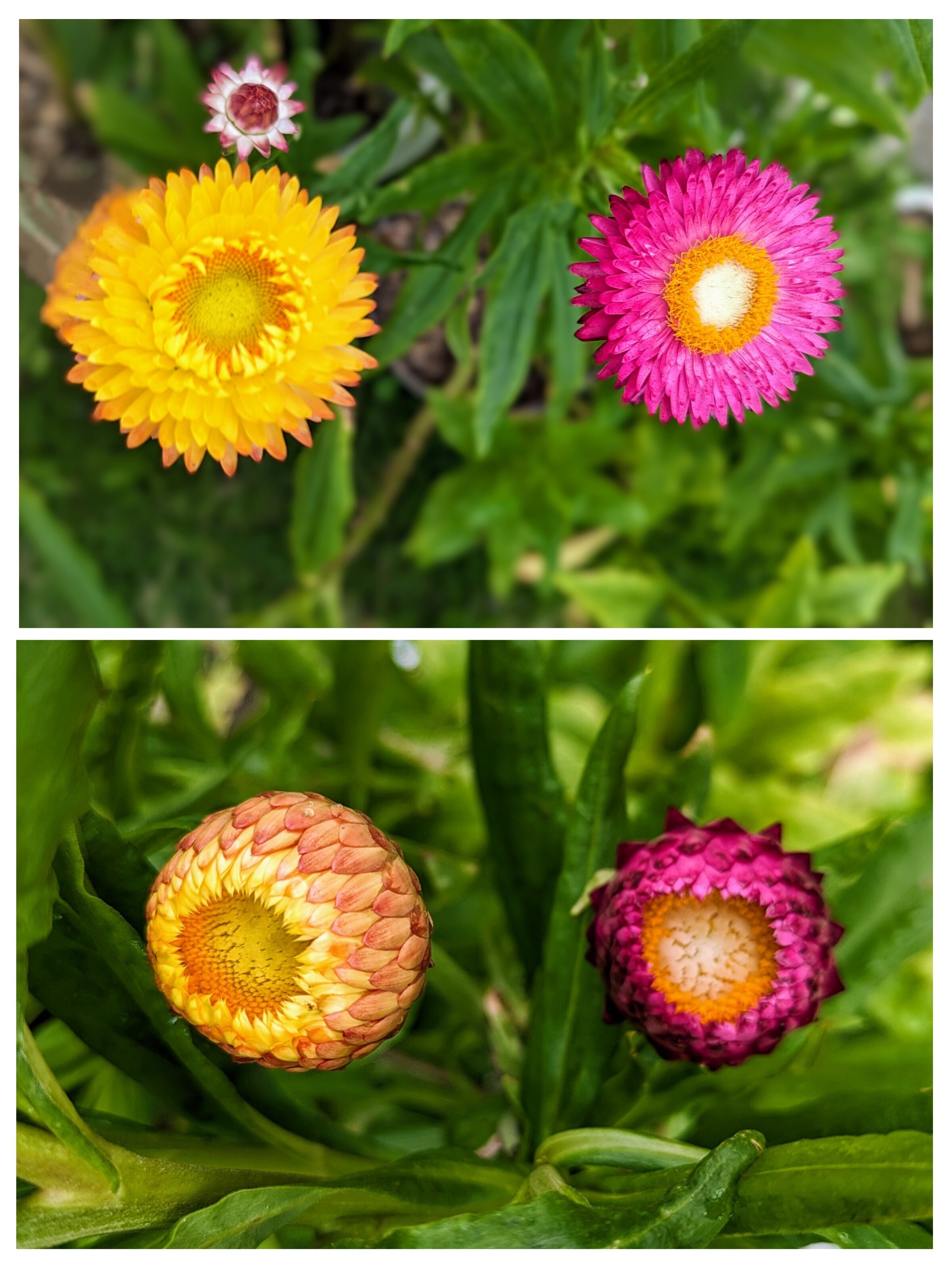 ヘリクリサム（帝王貝細工）の晴れ☀と雨☔ | CAINZ DIY Square