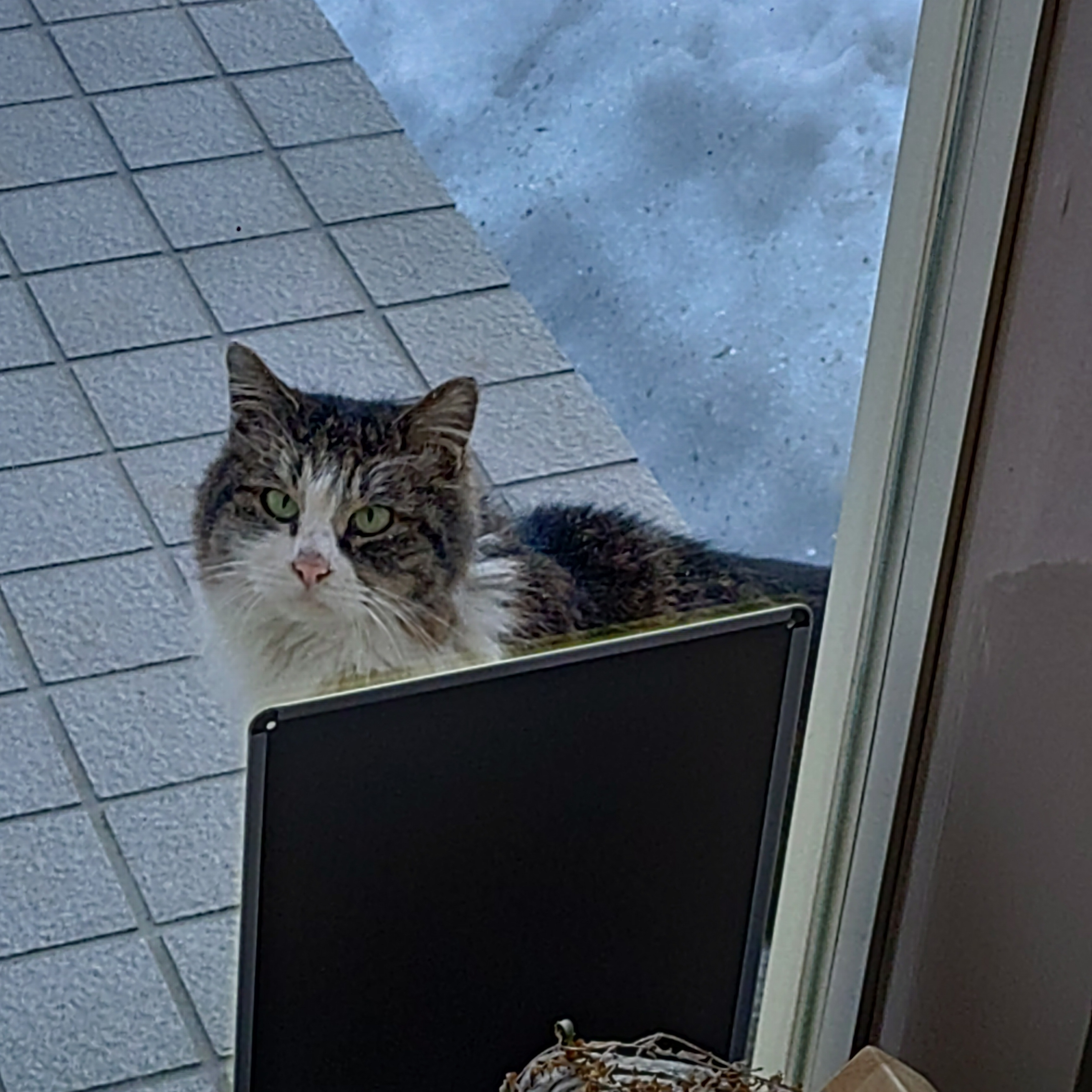 のらのぶちこ | TORQUE STYLE