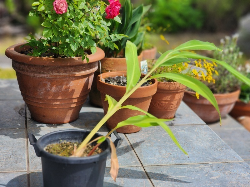 月桃の地植え | CAINZ DIY Square