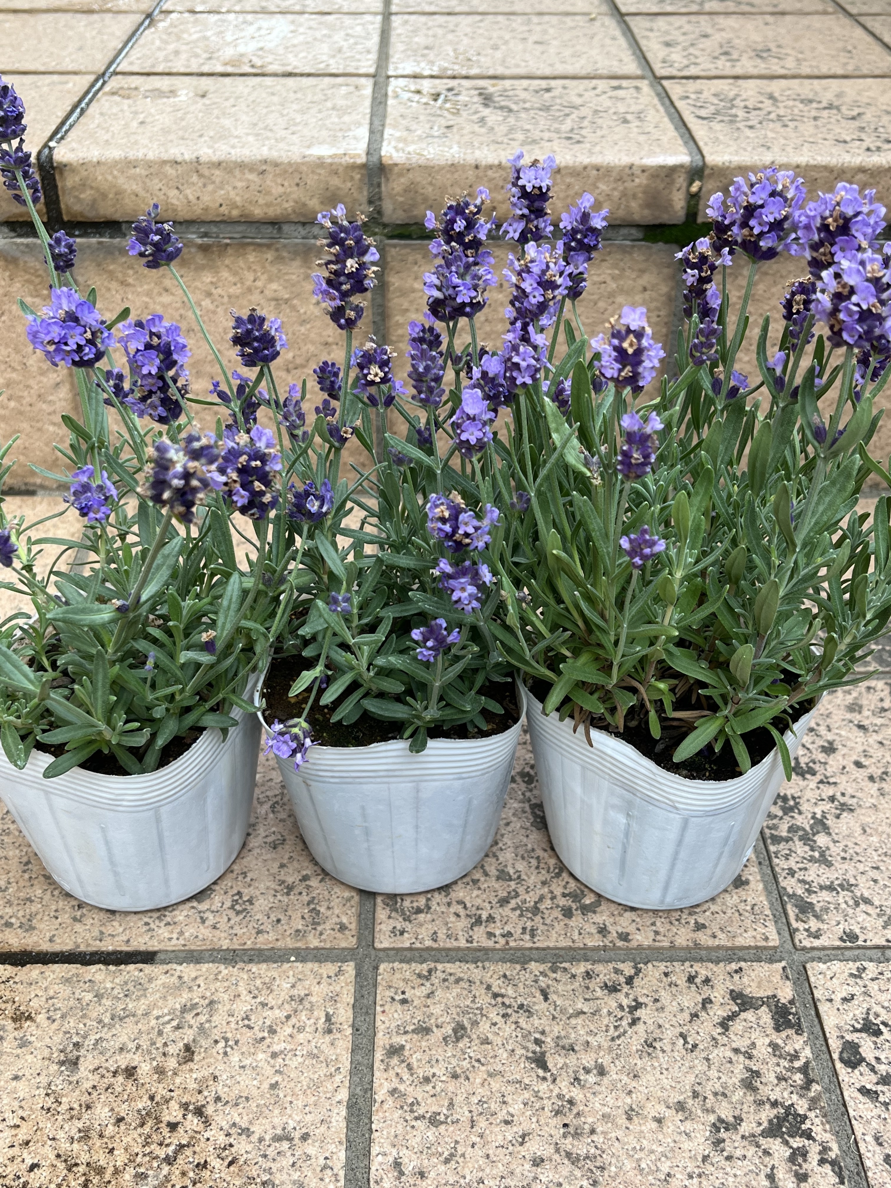 17e3fb82-2b24-4b53-8d85-