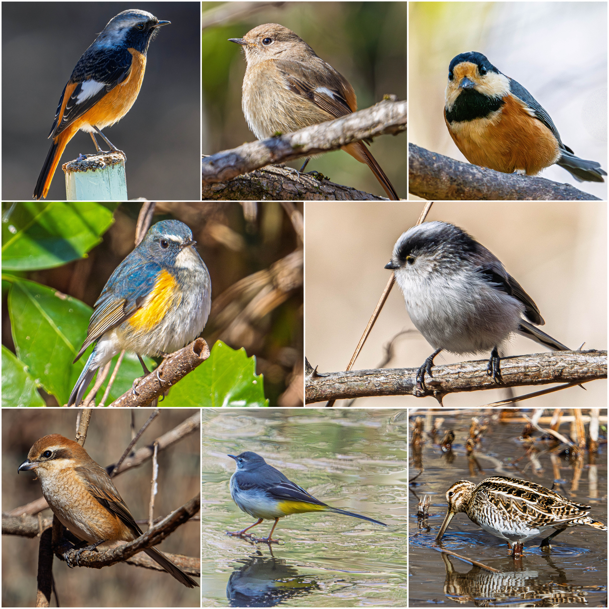 今日の野鳥 | スバ学＜SUBARU公式ファンコミュニティサイト＞