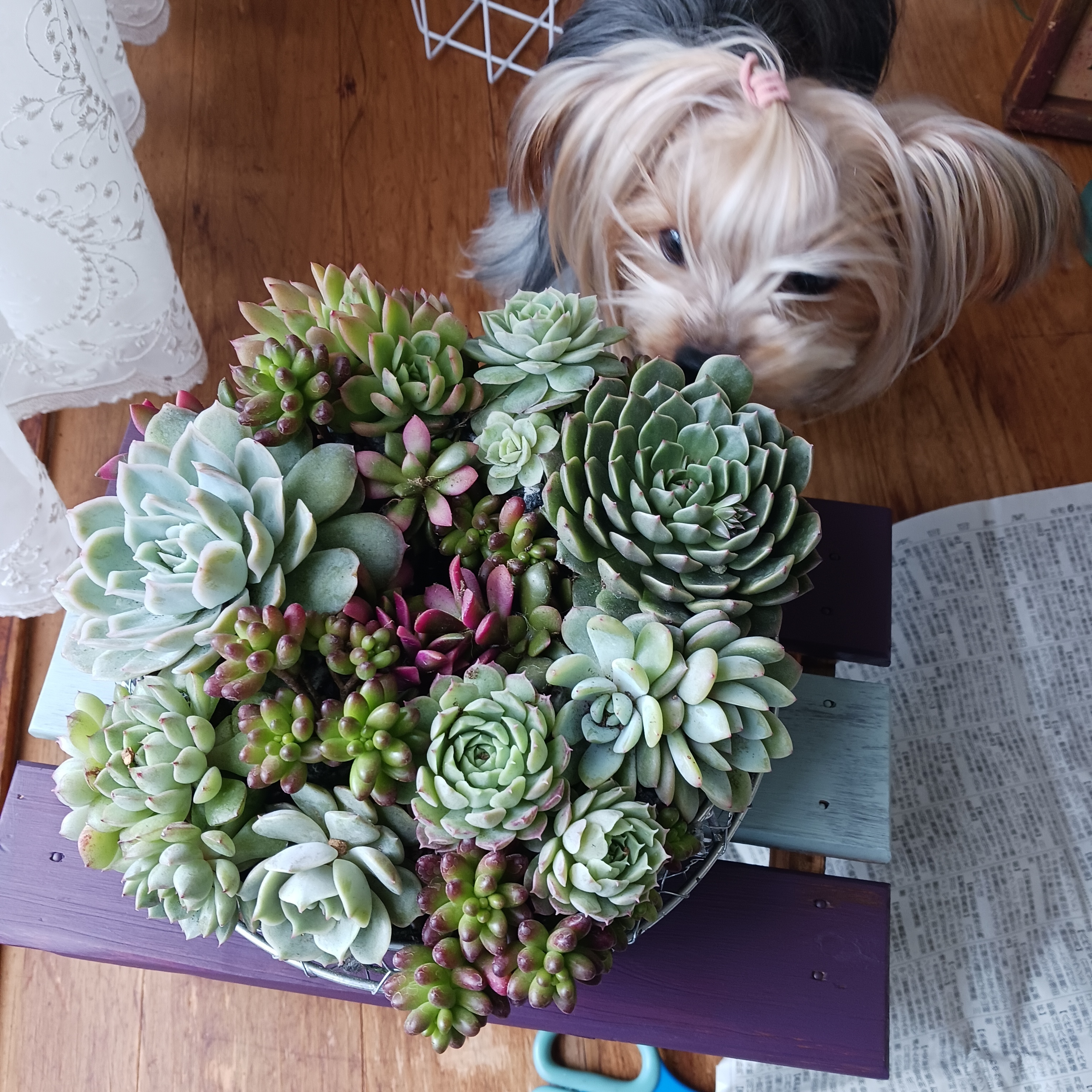 多肉植物　寄せ植え　リース　k 多肉ハンギングリースの寄せ植え | CAINZ DIY Square