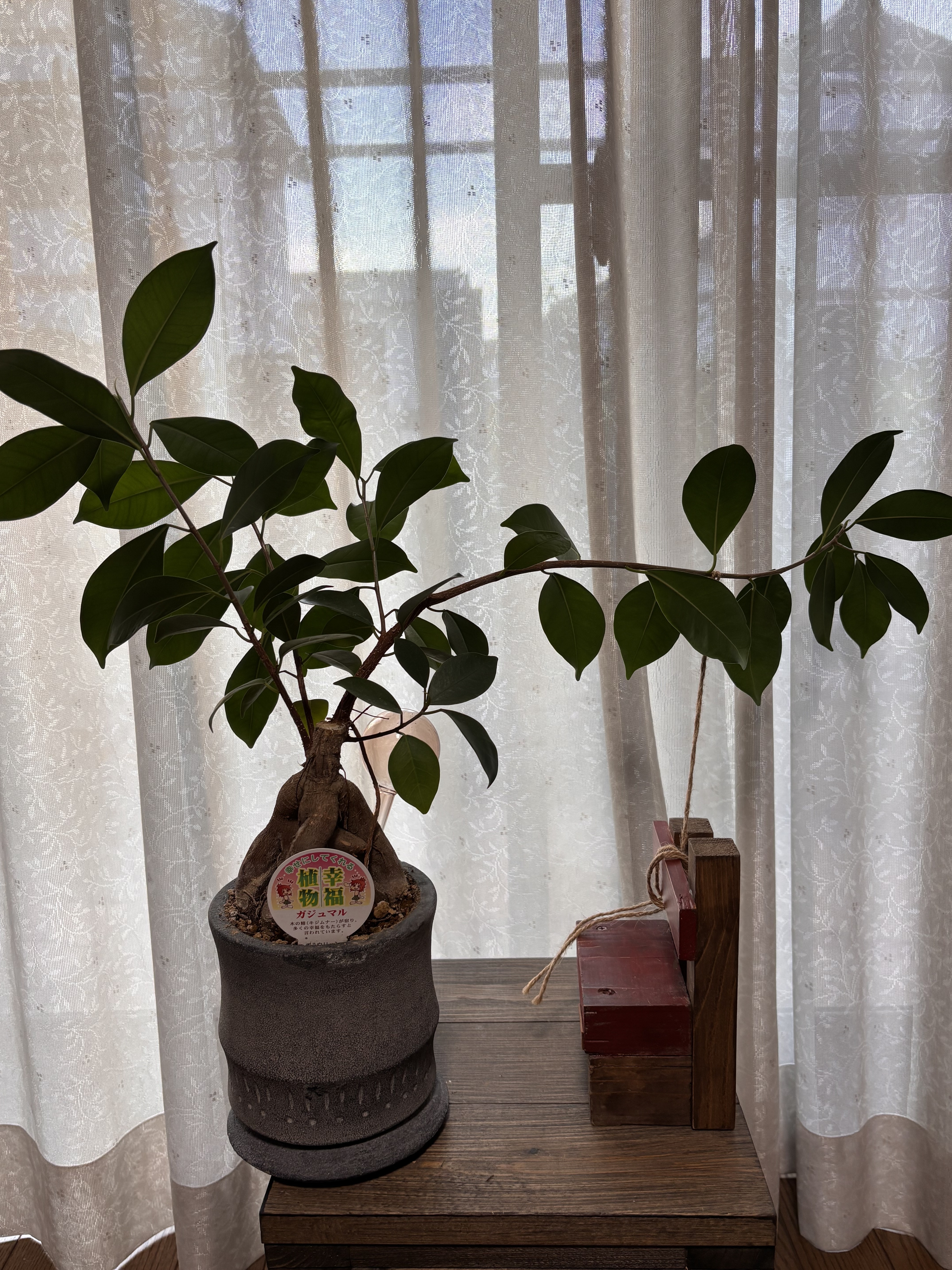 ガジュマル枝曲げ | CAINZ DIY Square