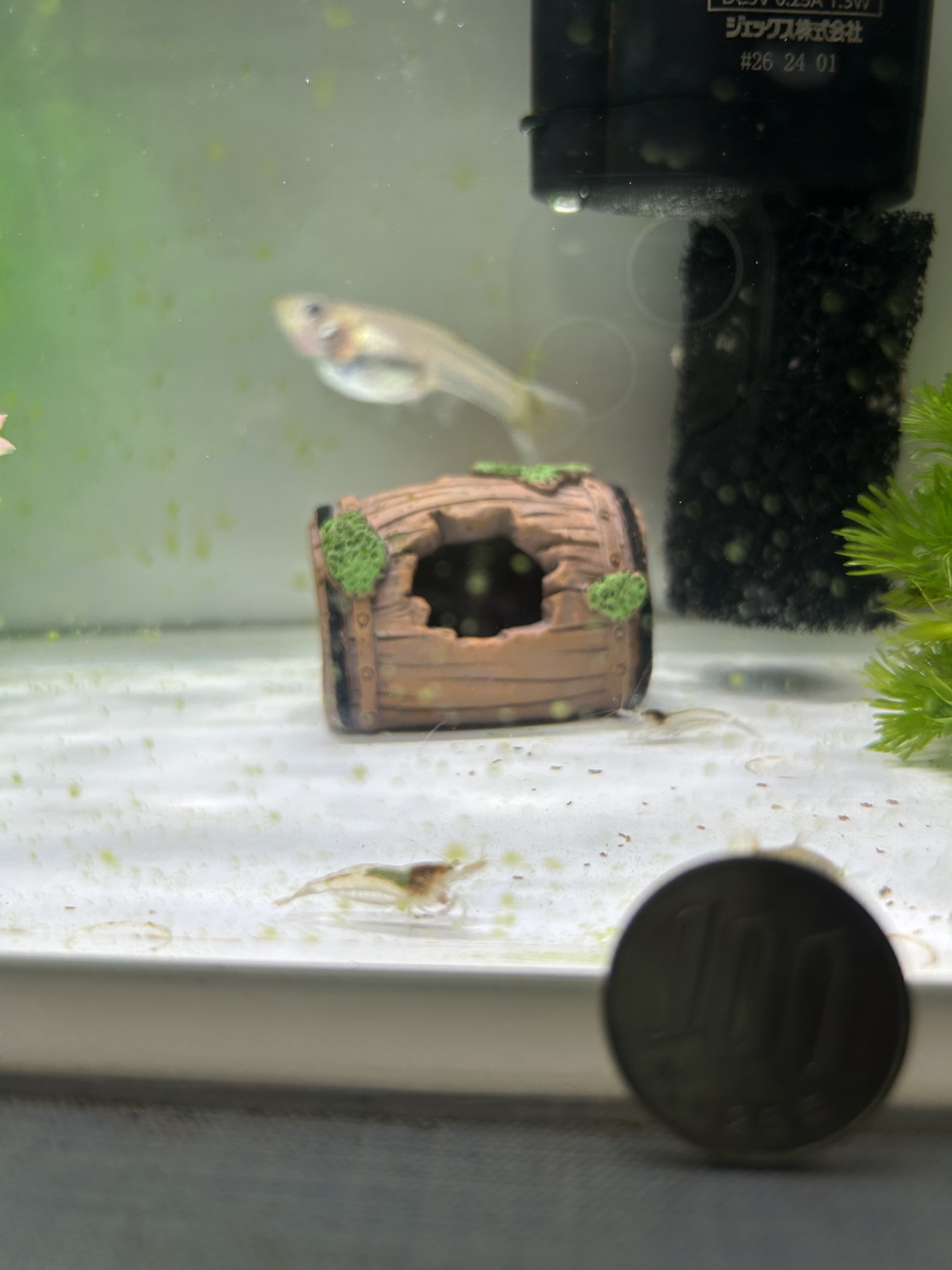 グッピー　稚魚　その後🐟
