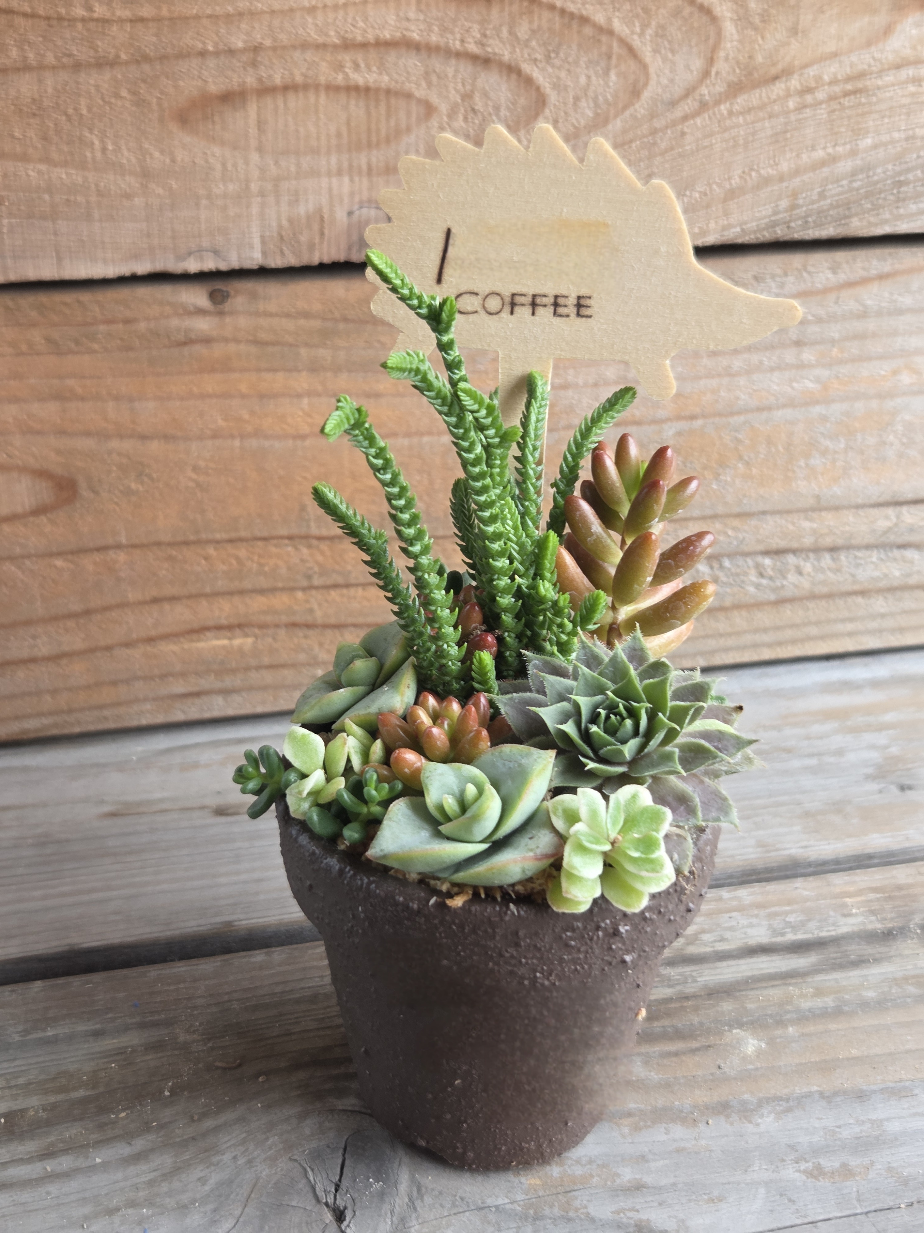 多肉の寄せ植え☕ | CAINZ DIY Square