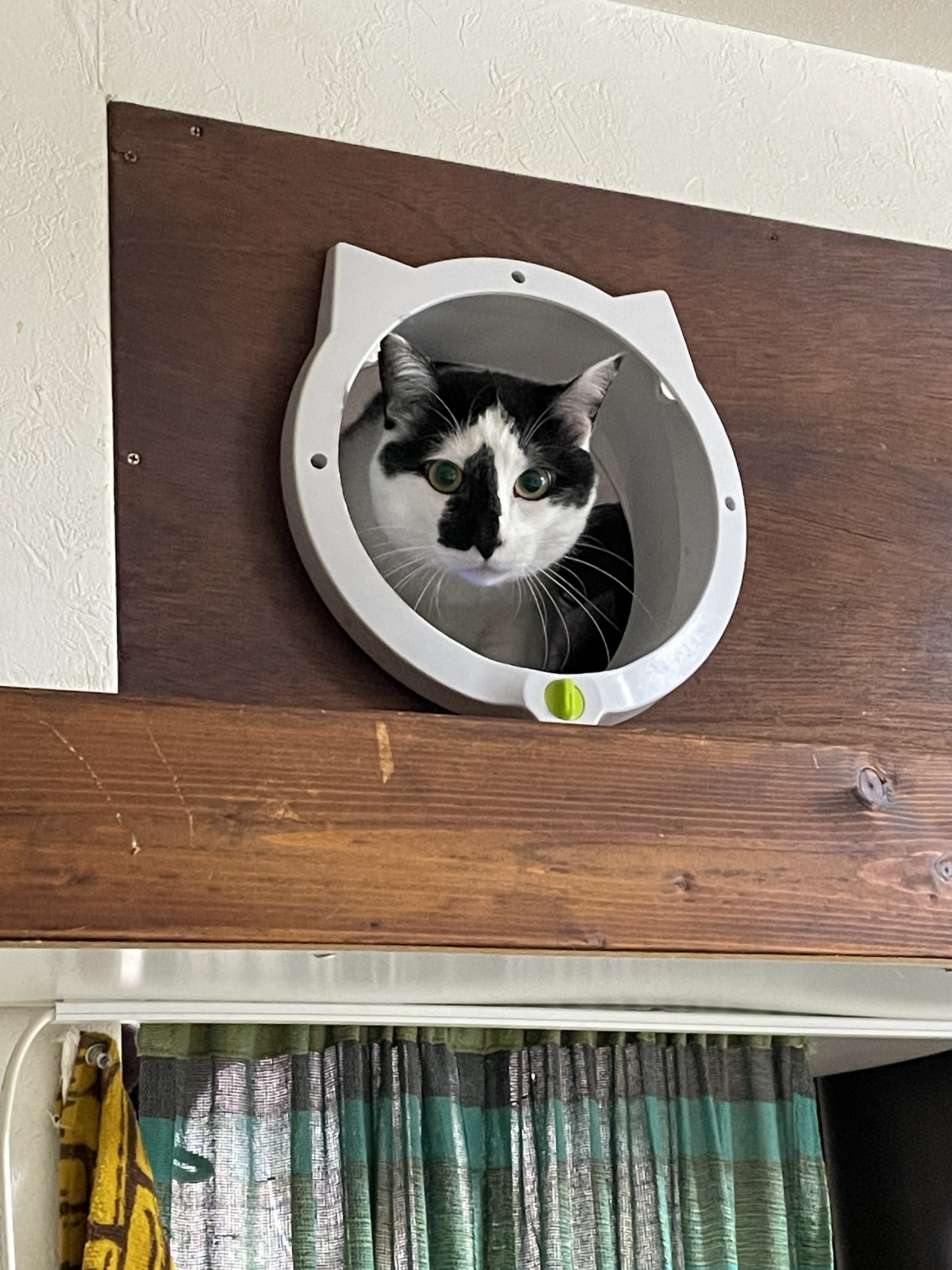 高い所へ。猫さまの過ごす場所 DIY