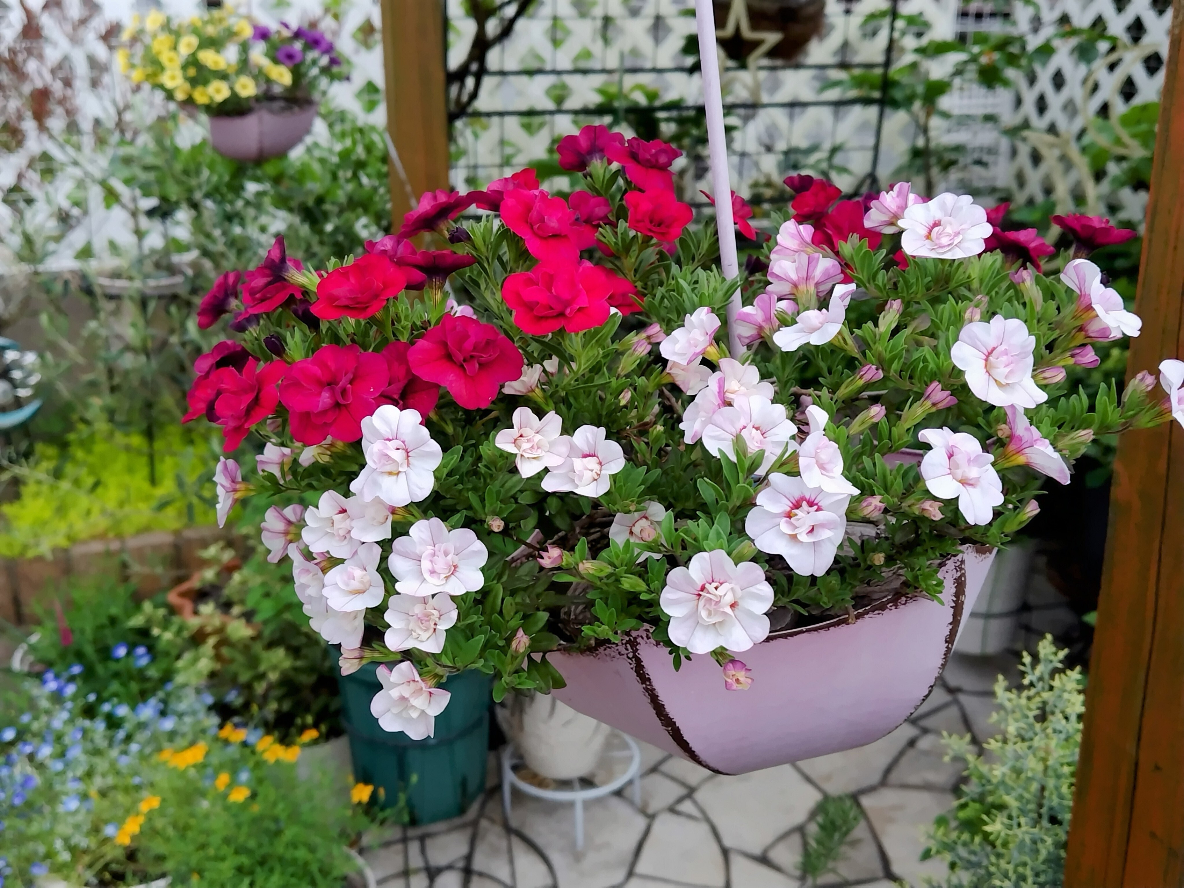 e52d51cc-92a4-462f-a3cb-