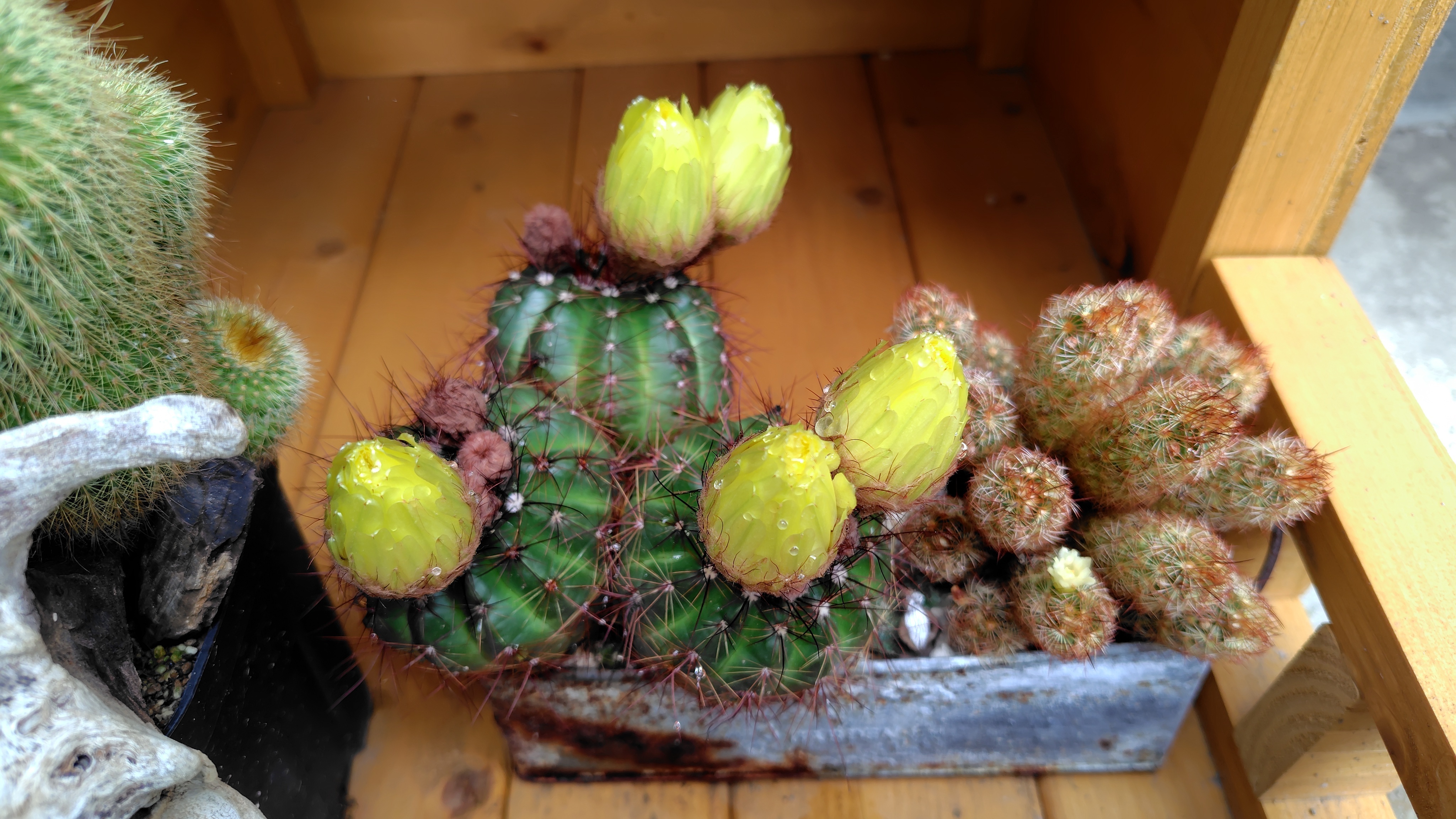 サボテン🌵の花 | CAINZ DIY Square