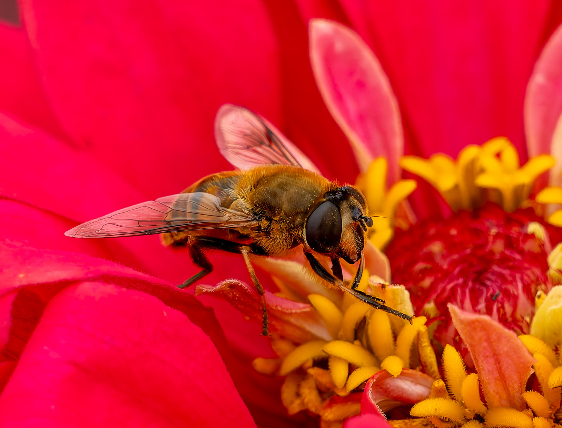 ミツバチ | PHOTO HUB by nikkor club
