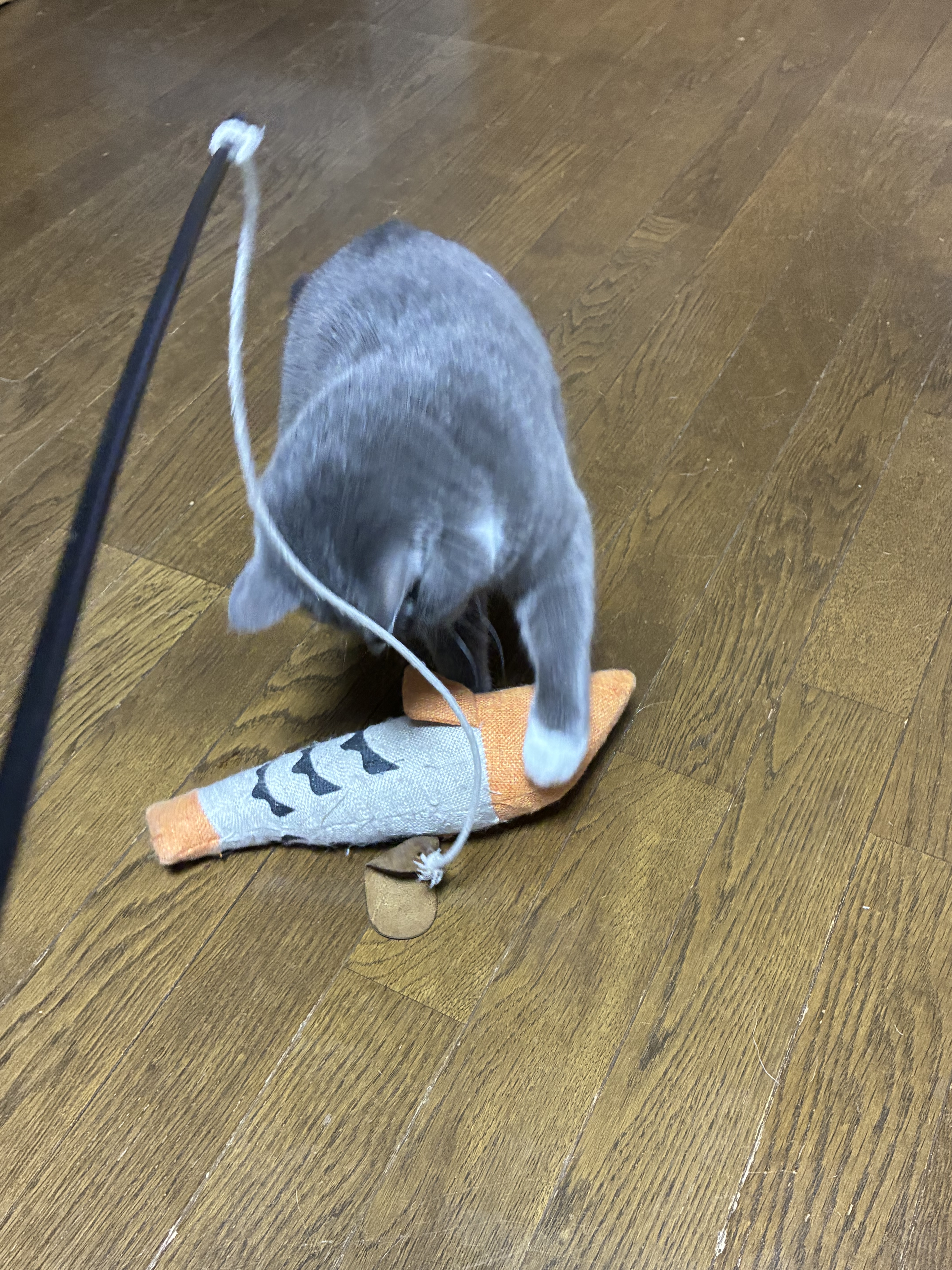 魚
