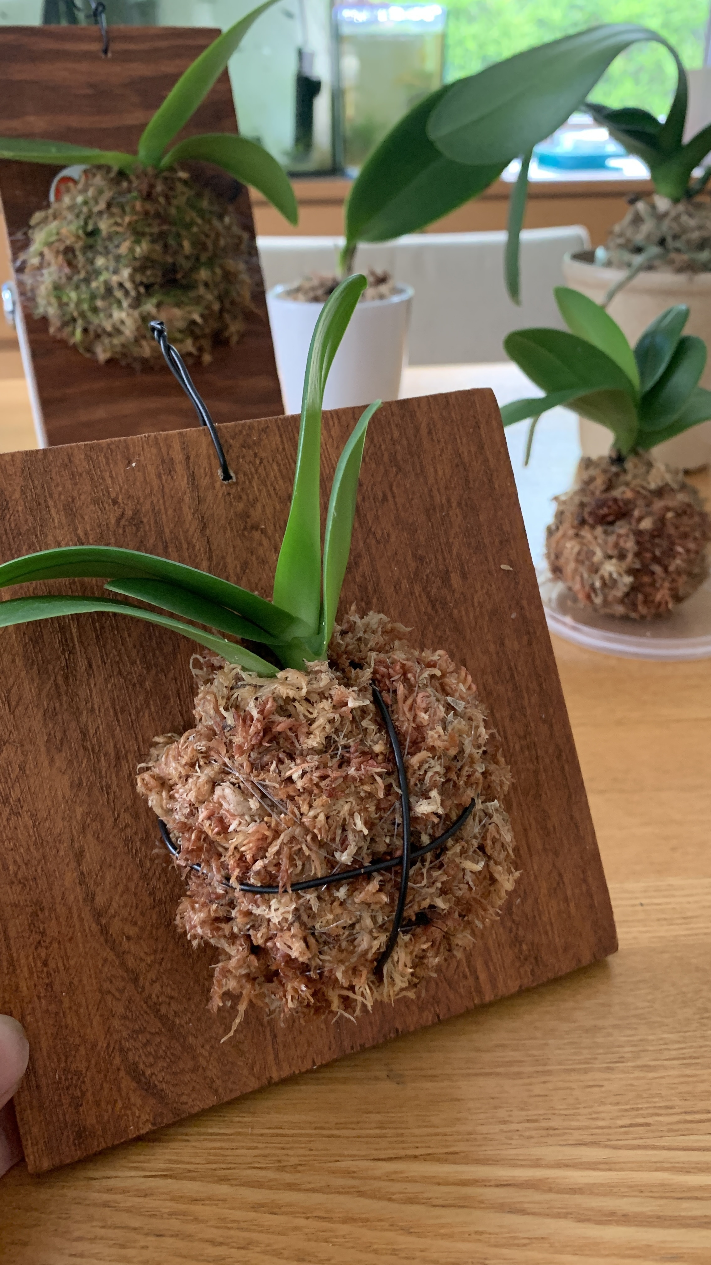 胡蝶蘭の苔玉と板付け | CAINZ DIY Square