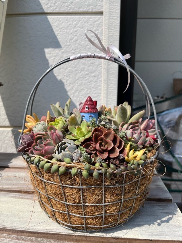 多肉植物の寄せ植え | CAINZ DIY Square 多肉植物の寄せ植え | CAINZ DIY Square