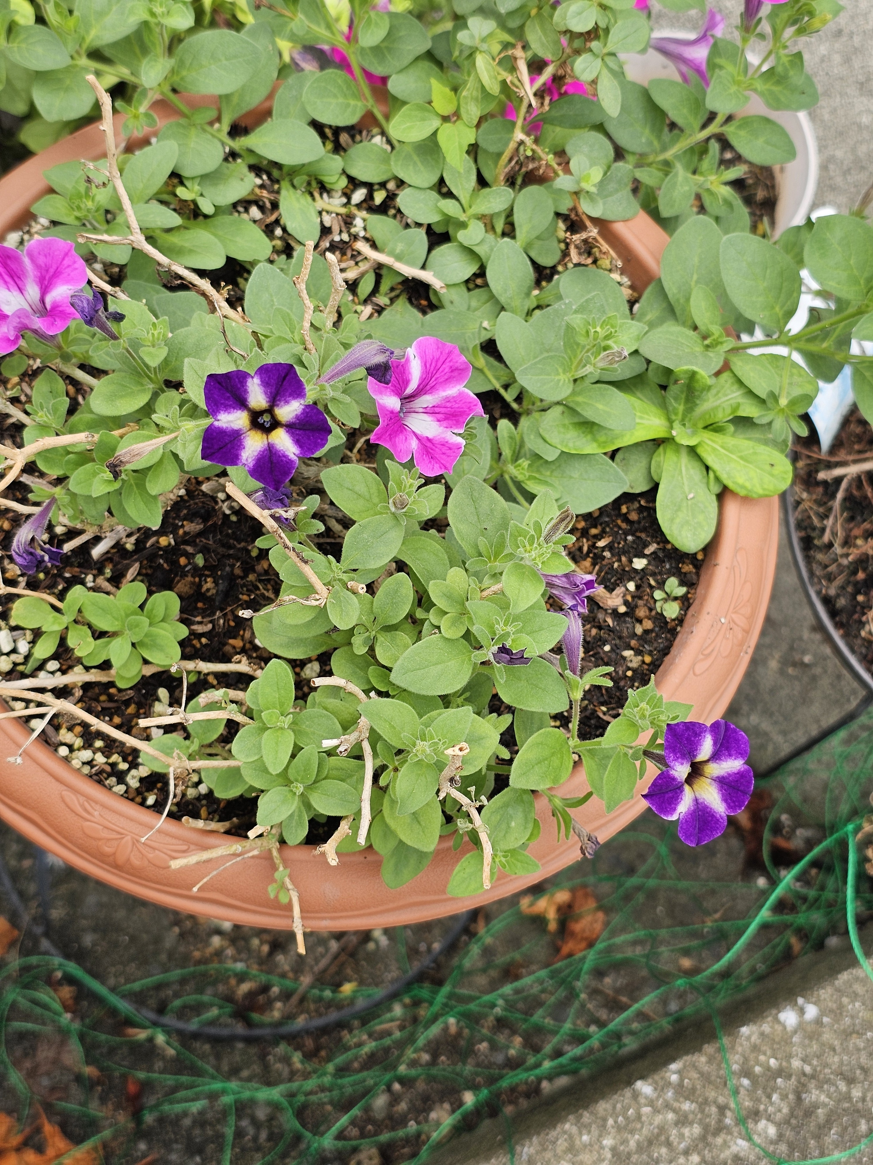 プレシャスモーメント 珍しいブルーアイ 生産数量限定作品 レア ツイードボウルブーケ BISHU 華絹S｜HANAGINU｜【公式】IRiller