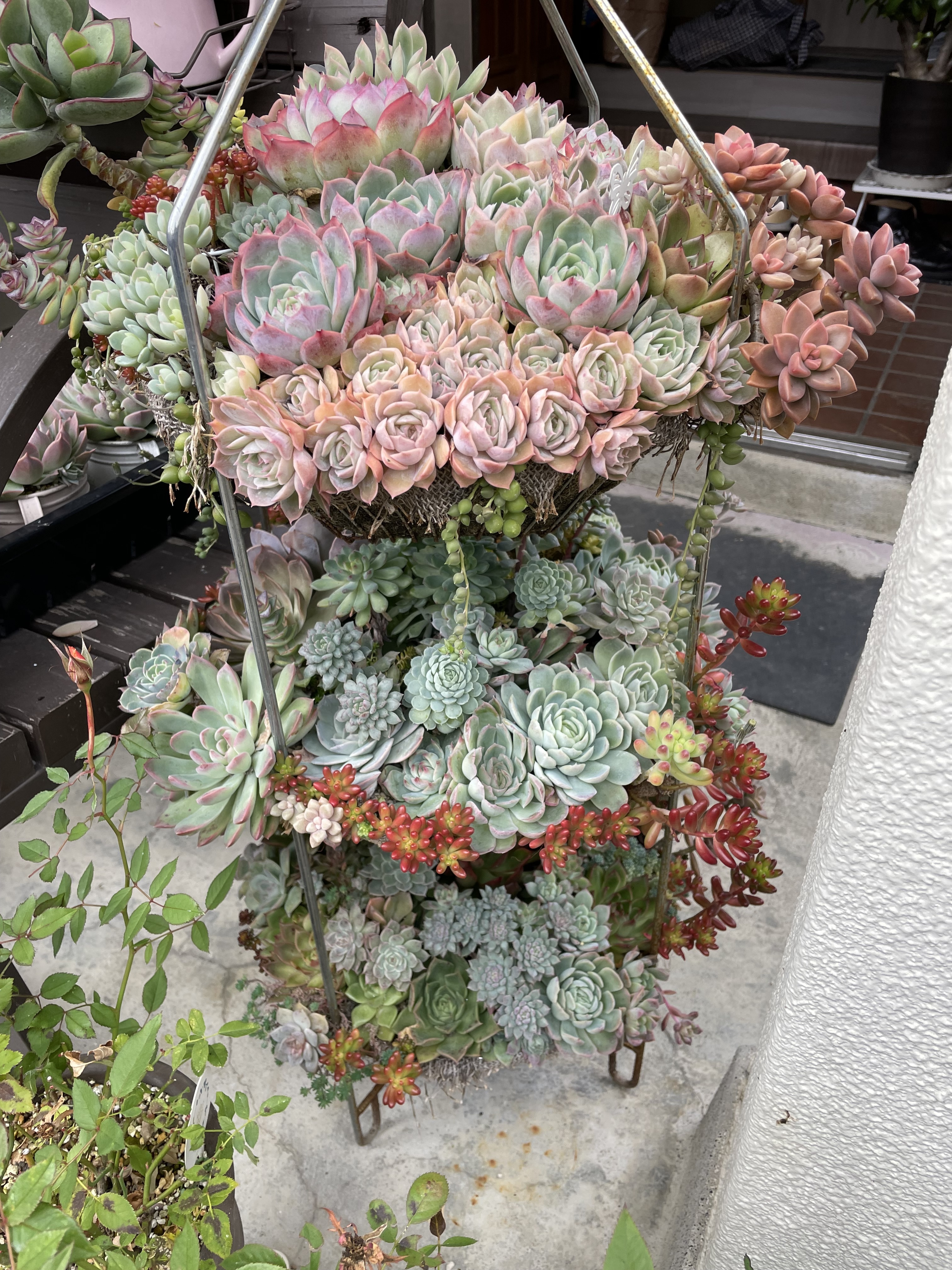 寄植え 多肉の寄植え | CAINZ DIY Square