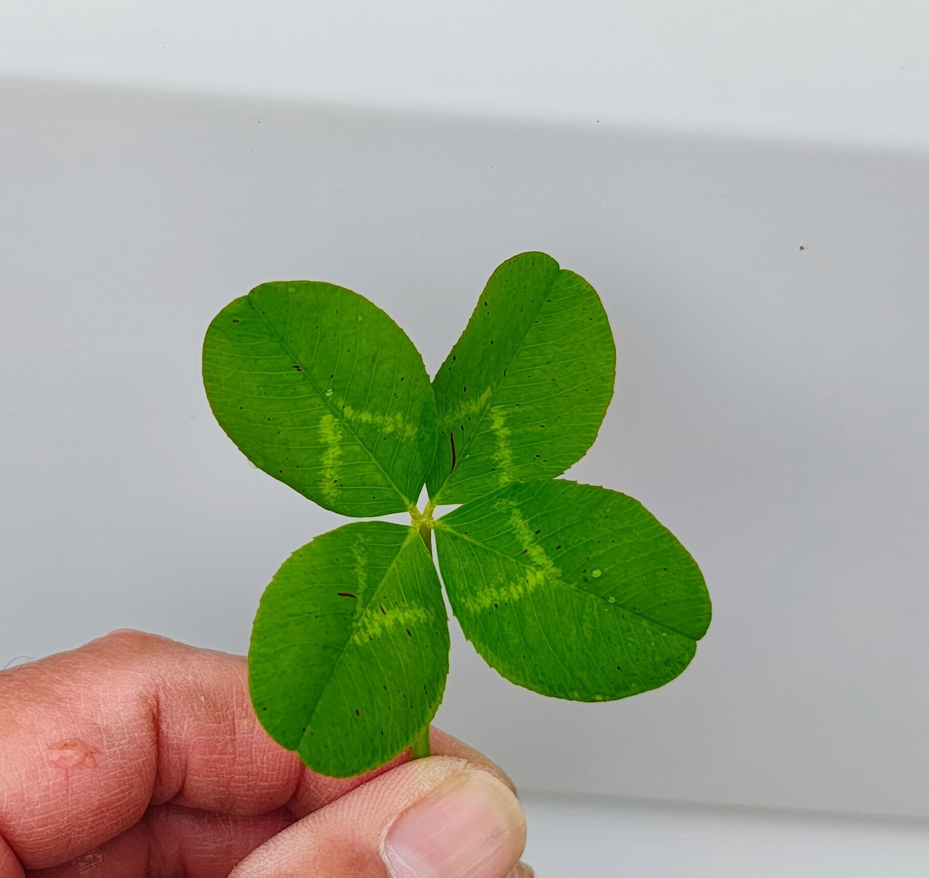 本物の四つ葉のクローバーが入った記念　2006年 本物の四つ葉のクローバー : r/botany