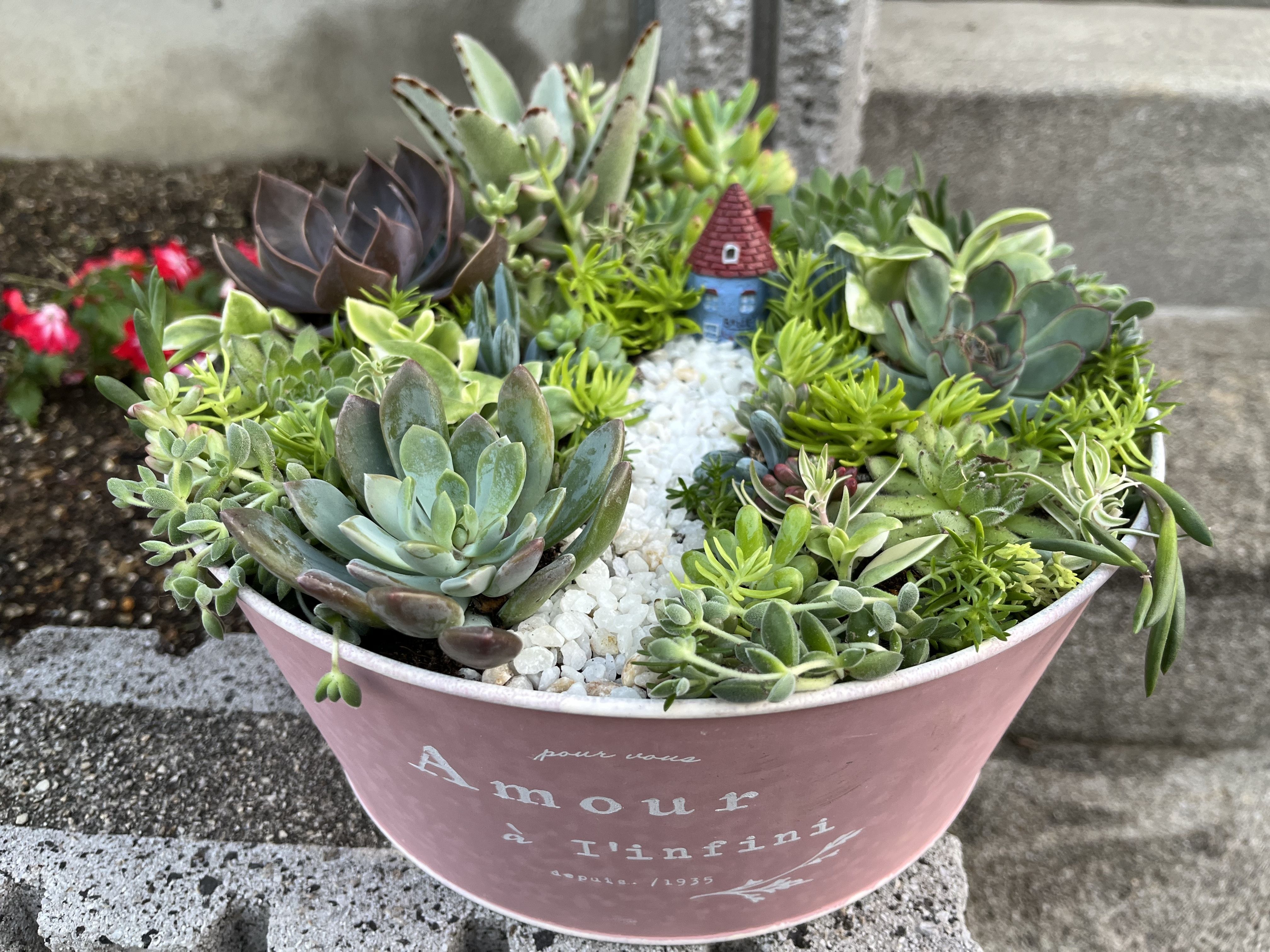 箱庭の寄せ植え | CAINZ DIY Square