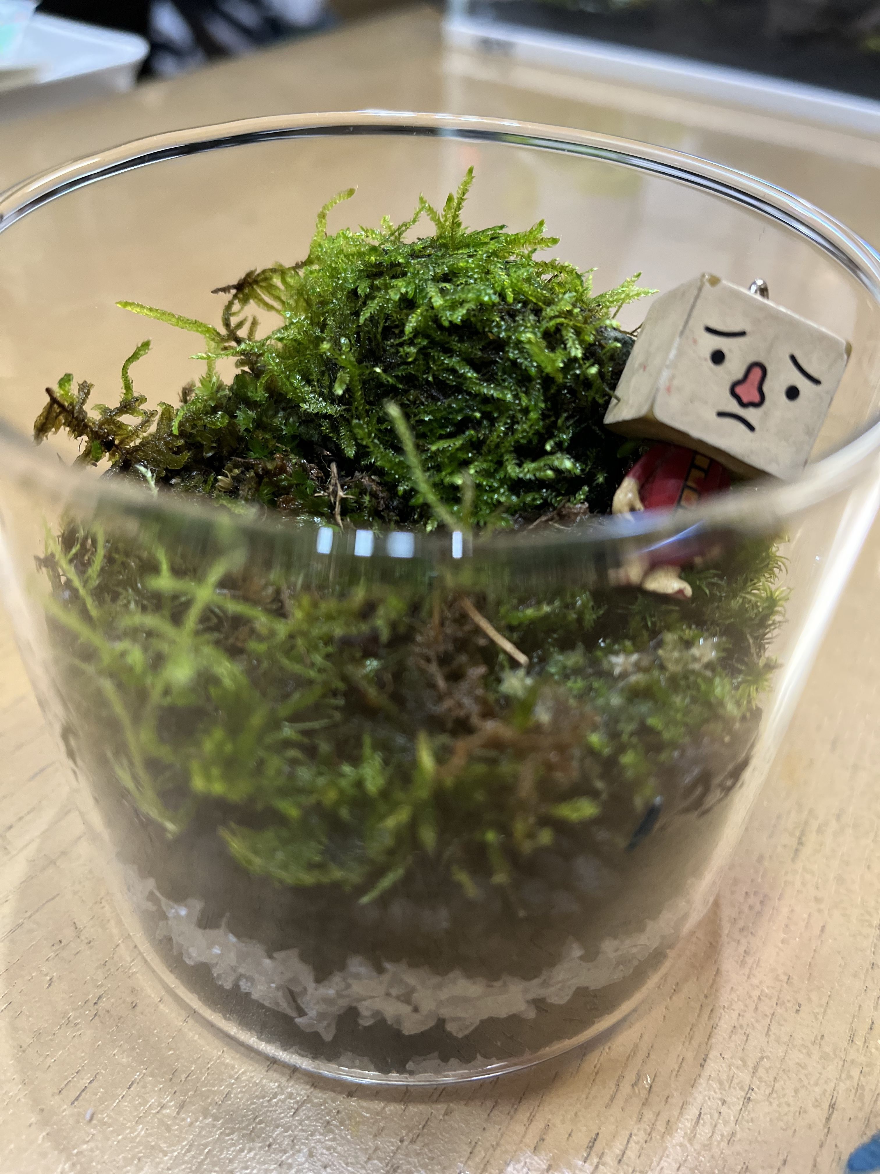 苔テラリウム　No.４９６ 苔テラリウム No.495 - メルカリ