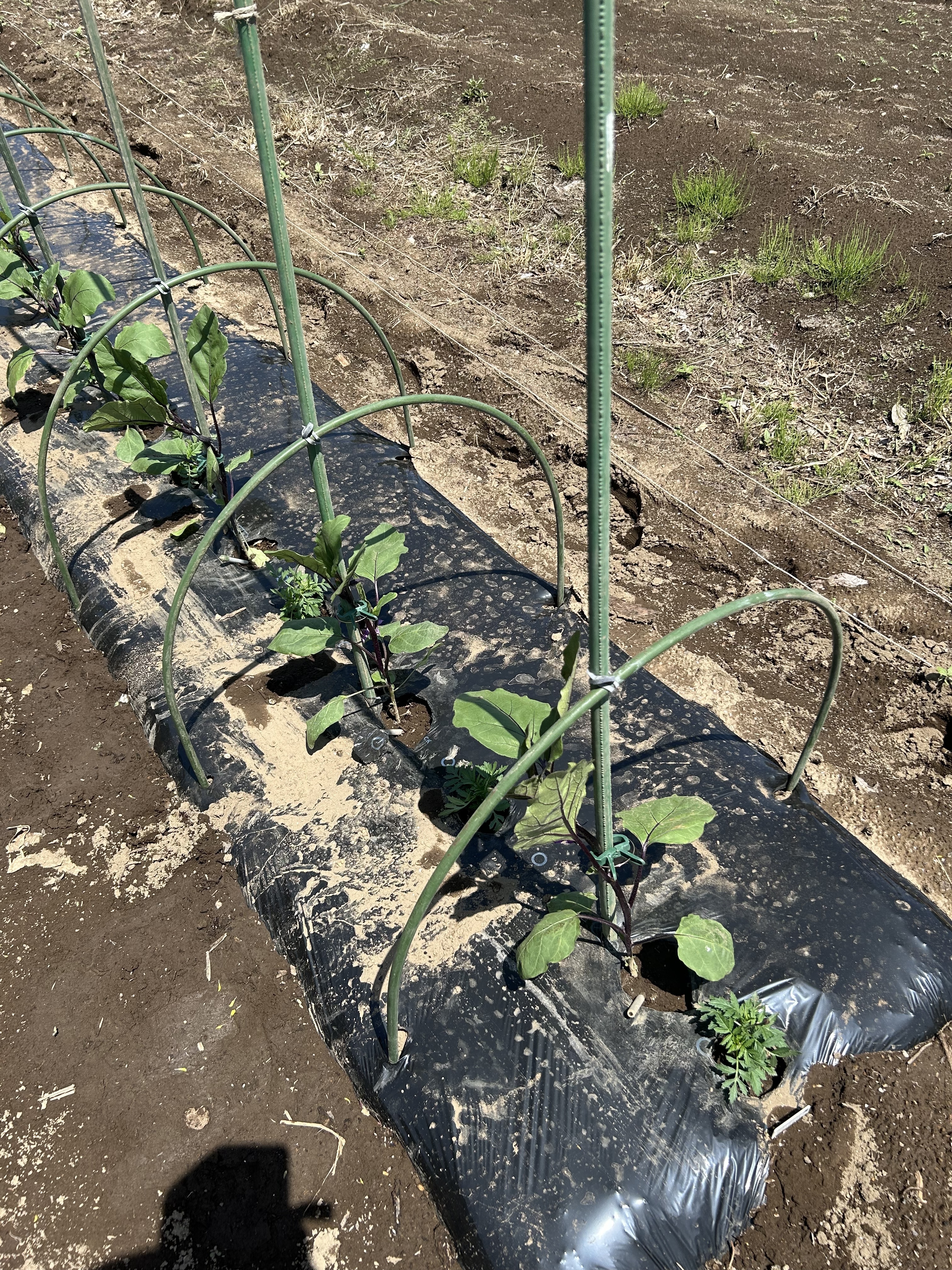 ナスの苗を植えました🍆 | CAINZ DIY Square