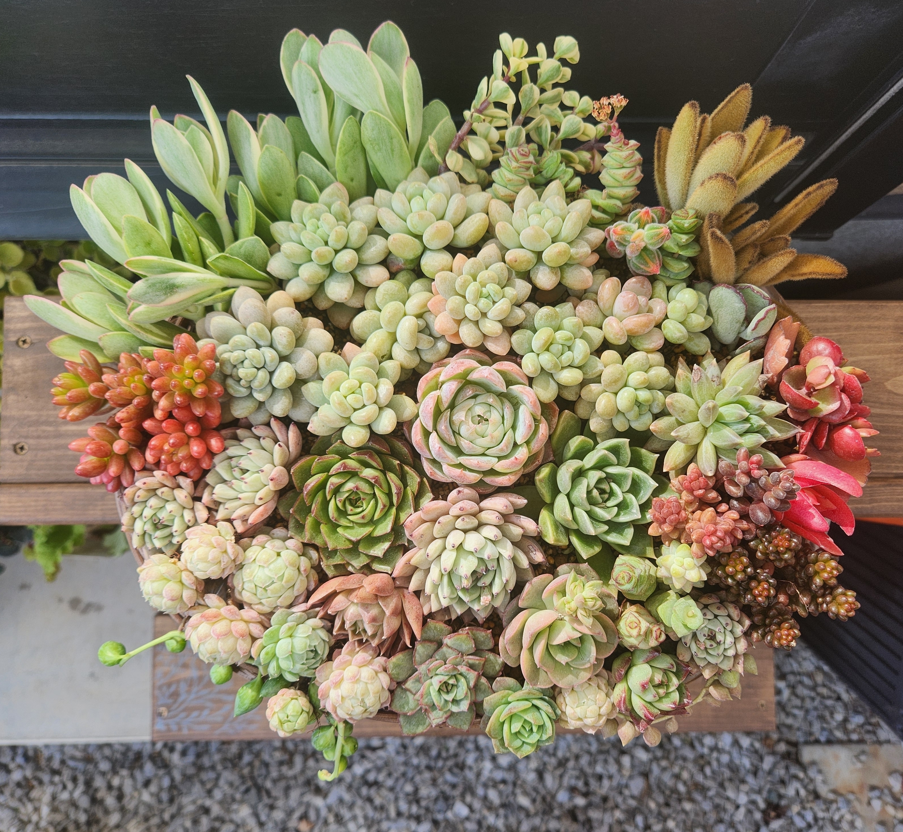 多肉植物の寄せ植え① | CAINZ DIY Square