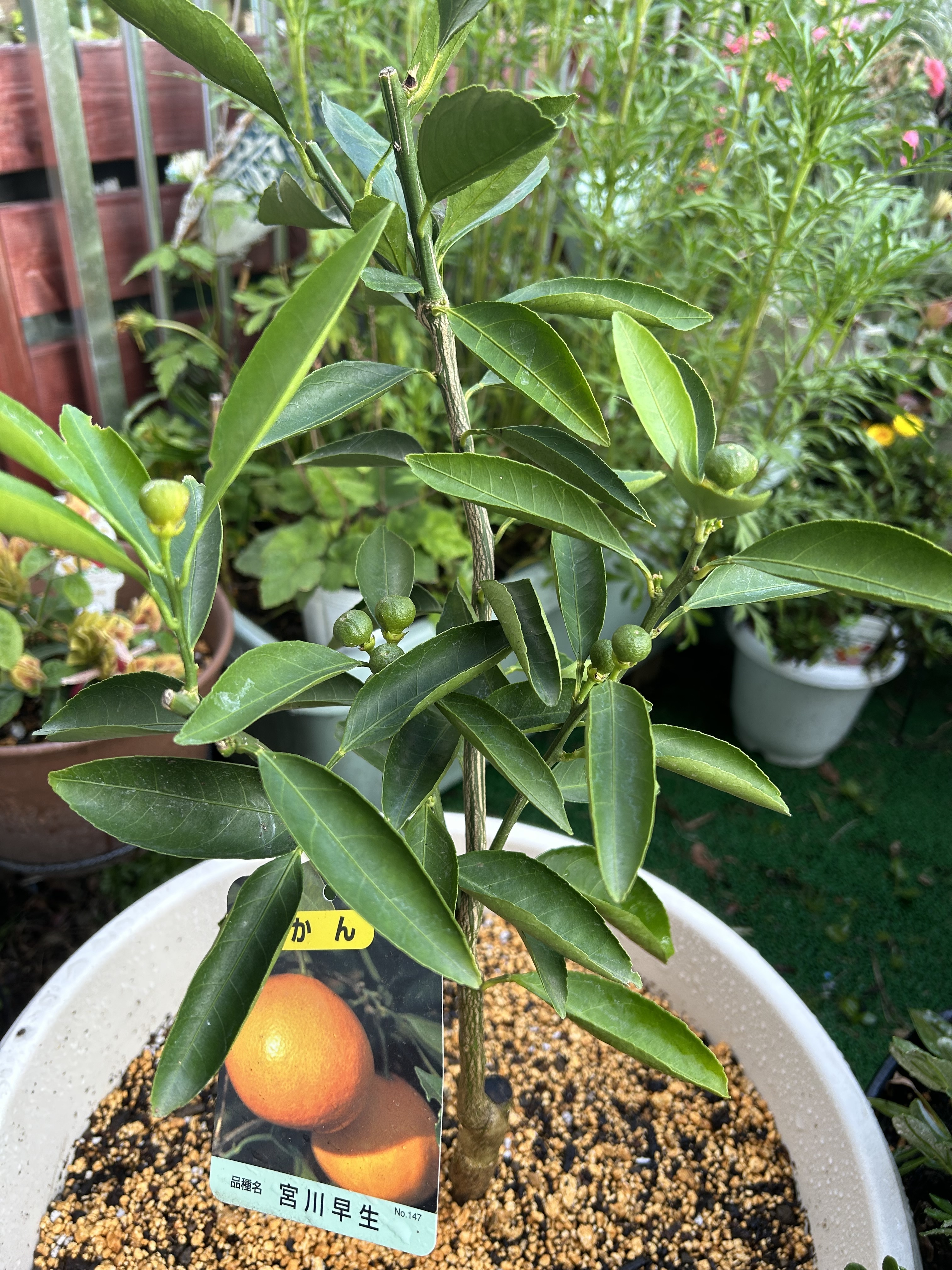 みかんの木 | CAINZ DIY Square