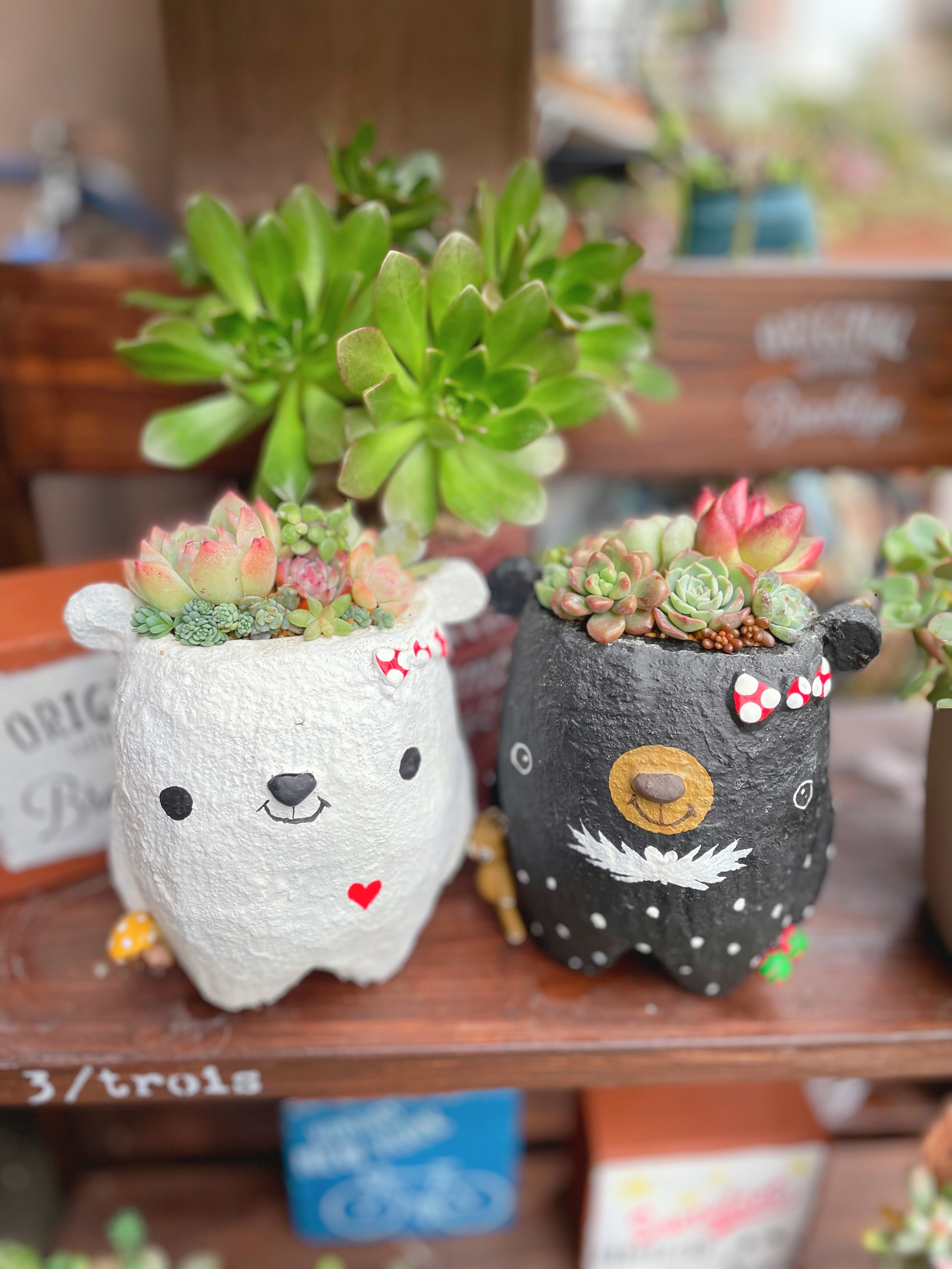 くま鉢＆白くま鉢の寄せ植え❤️ | CAINZ DIY Square