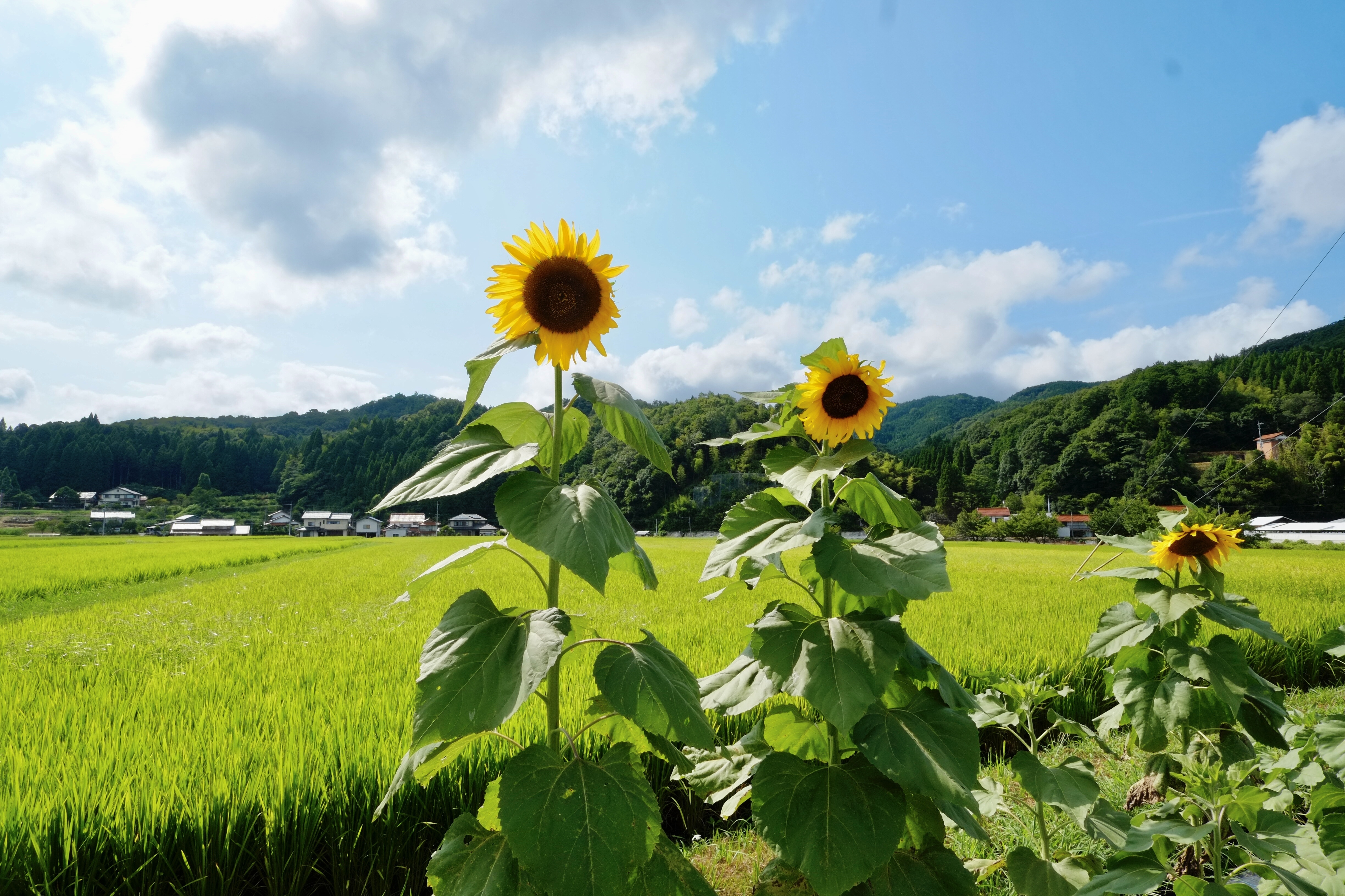 ヒマワリの伝説 | さんかく屋根の下