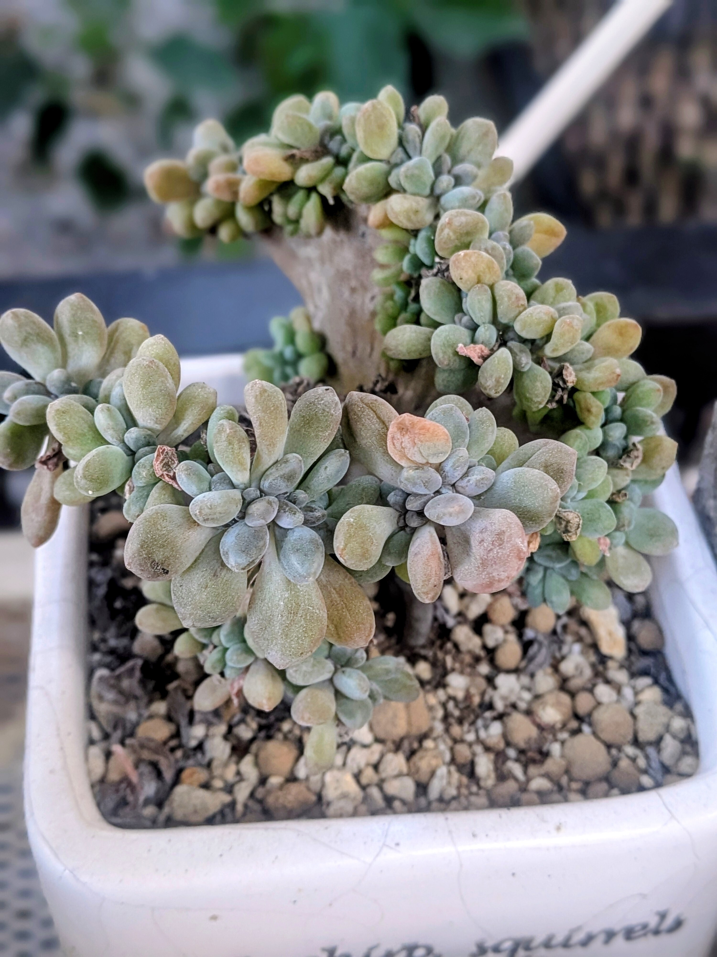 【綴化.实生】 多肉植物　花サボテン 綴化 | CAINZ DIY Square