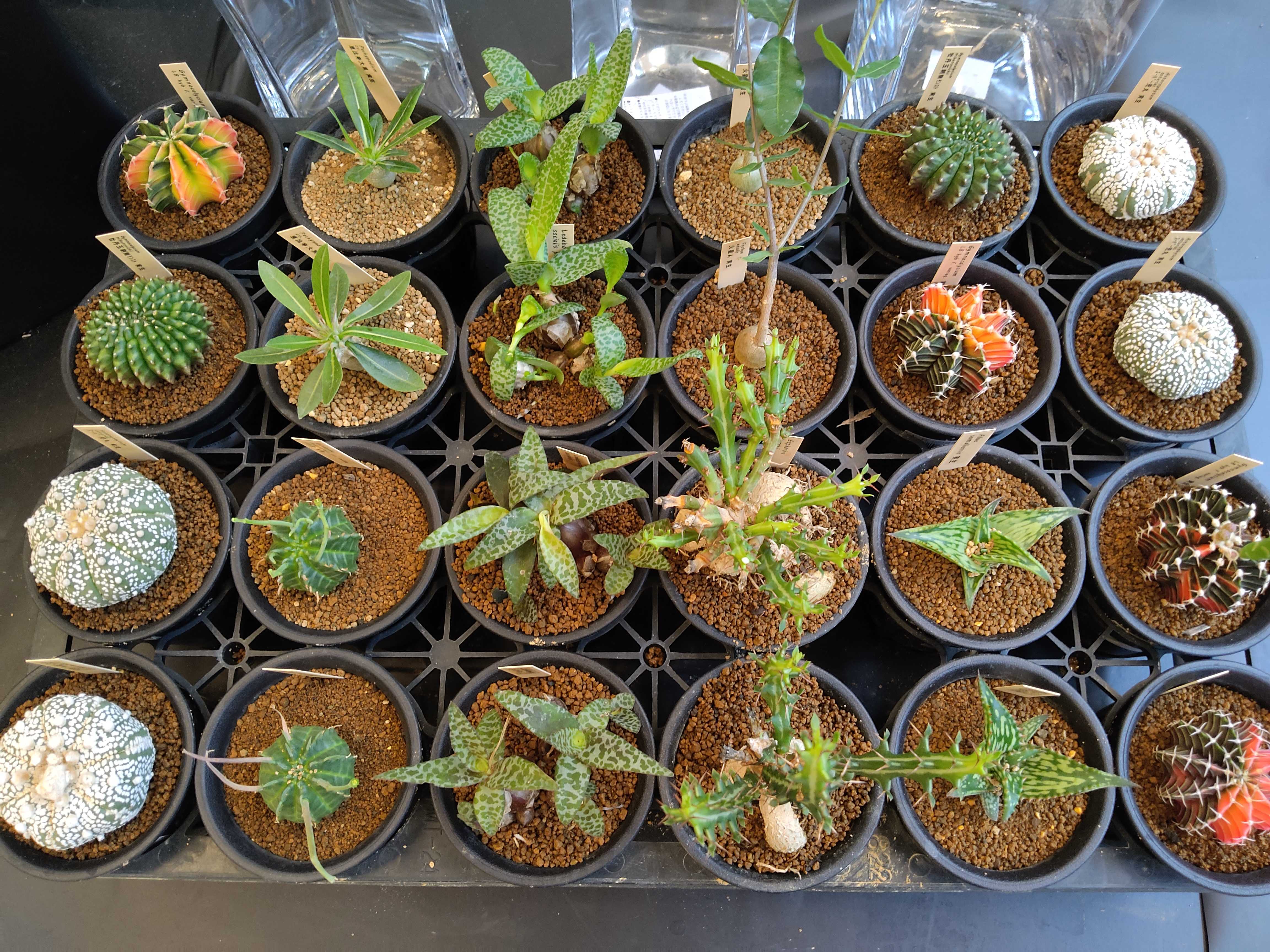 7/17入荷】個性派の塊根植物と華やかなミ | CAINZ DIY Square