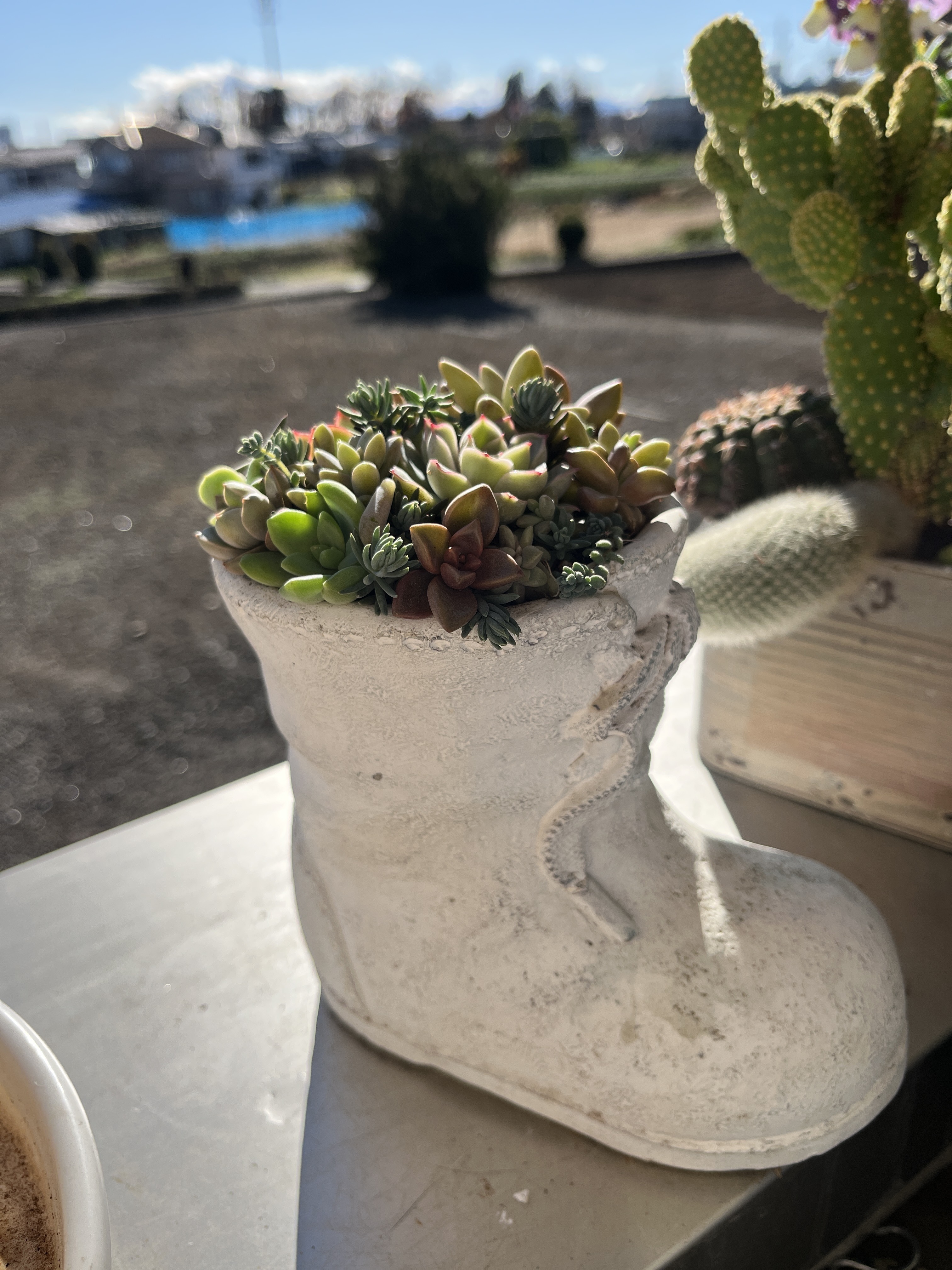 Top【選抜株】多肉植物　24885ロザリン　54個　鉢無し/脱土 ブーツ型の鉢に徒長した多肉を寄せ直し🍀*゜ | CAINZ DIY Square